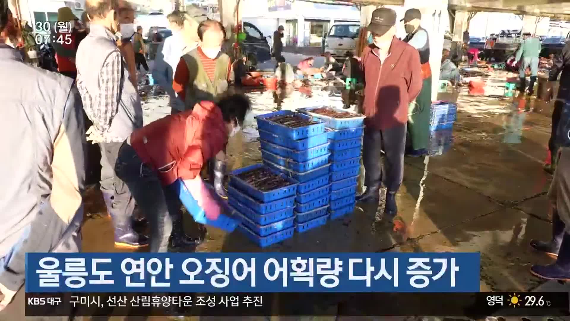 울릉도 연안 오징어 어획량 다시 증가