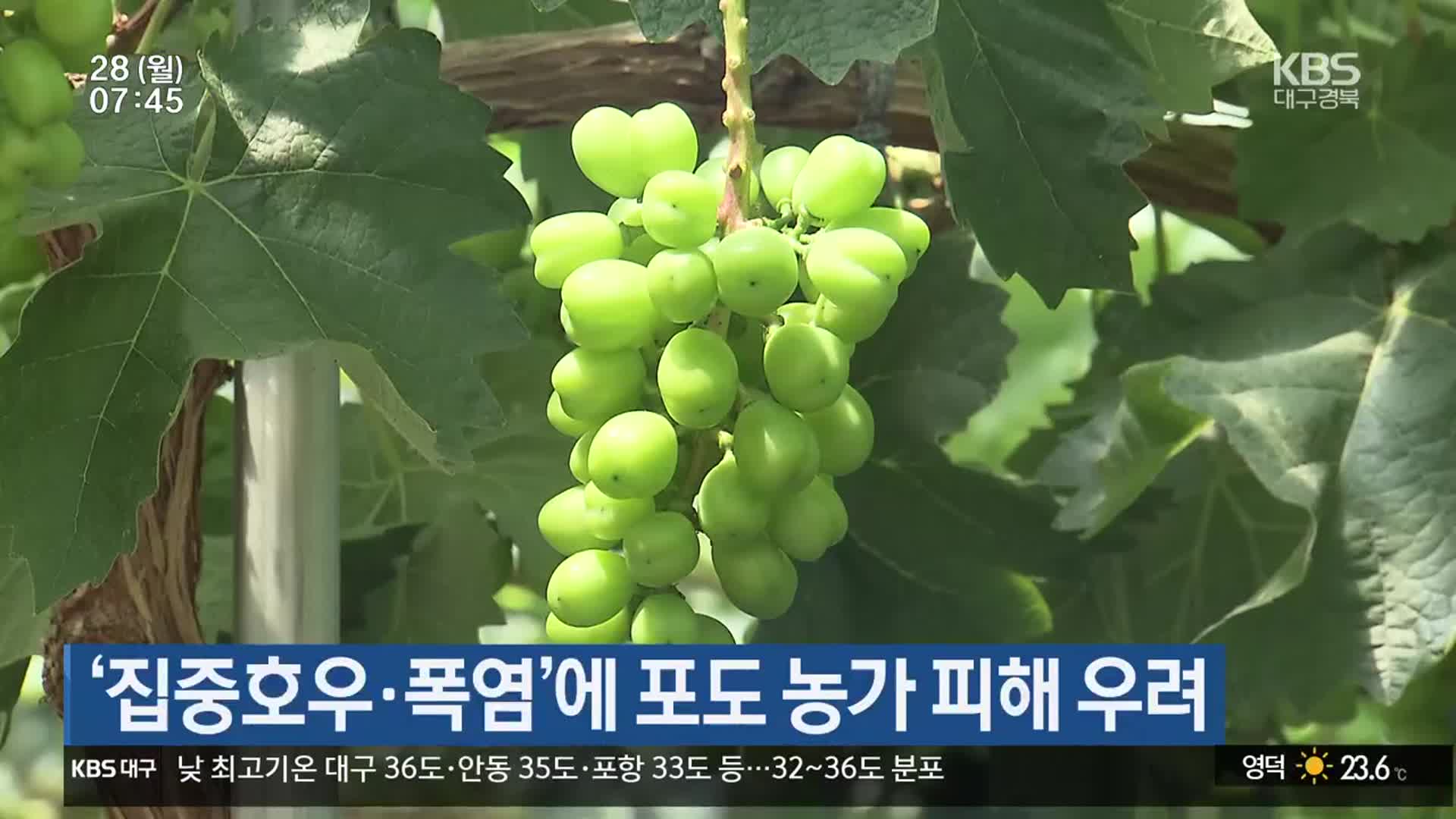 ‘집중호우·폭염’에 포도 농가 피해 우려