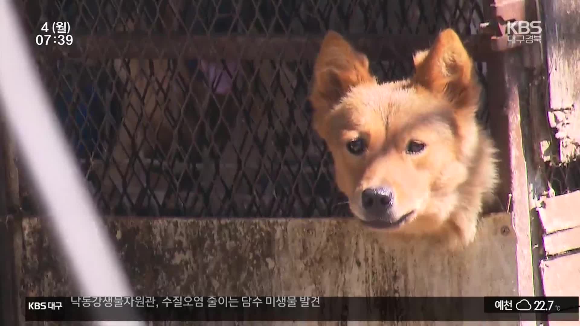 ‘배짱 영업’ 적발해도…불법 사육 개들은 안락사?