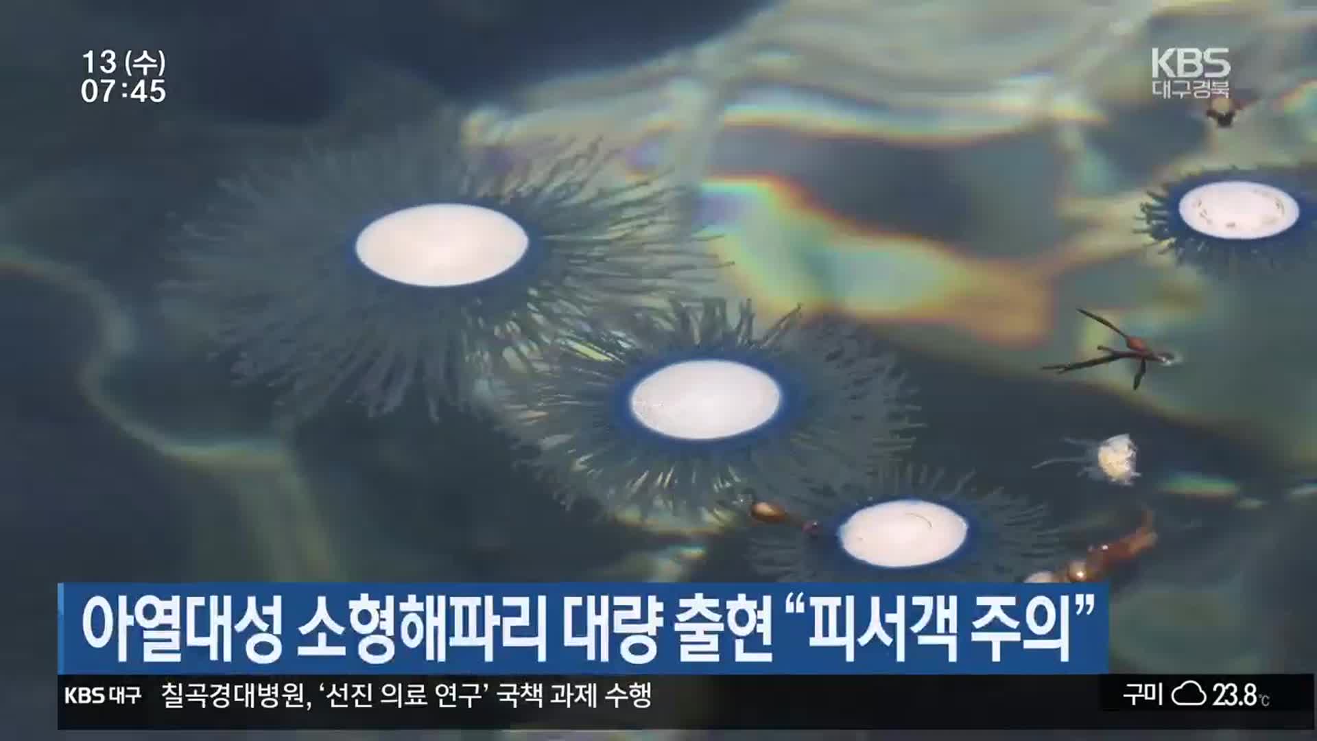 아열대성 소형해파리 대량 출현 “피서객 주의”