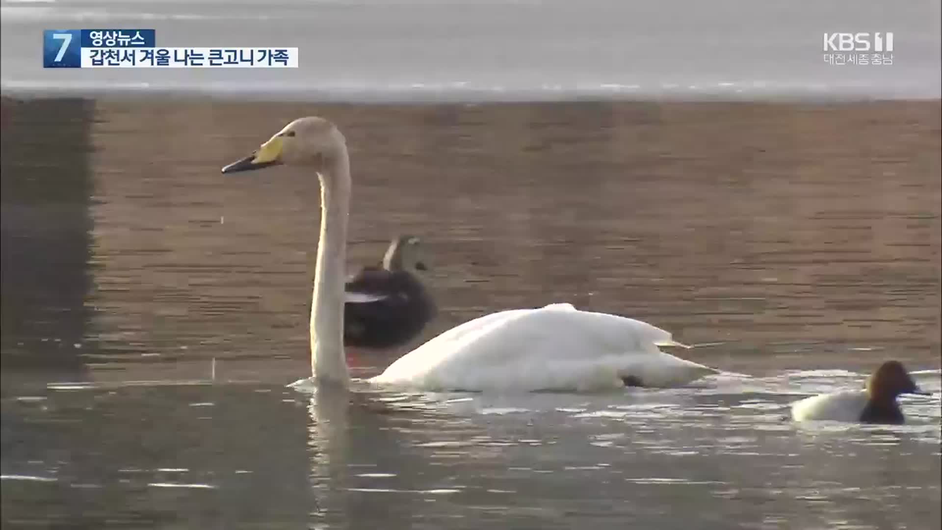 [영상] 올해도 어김없이 갑천 찾아온 큰고니 가족