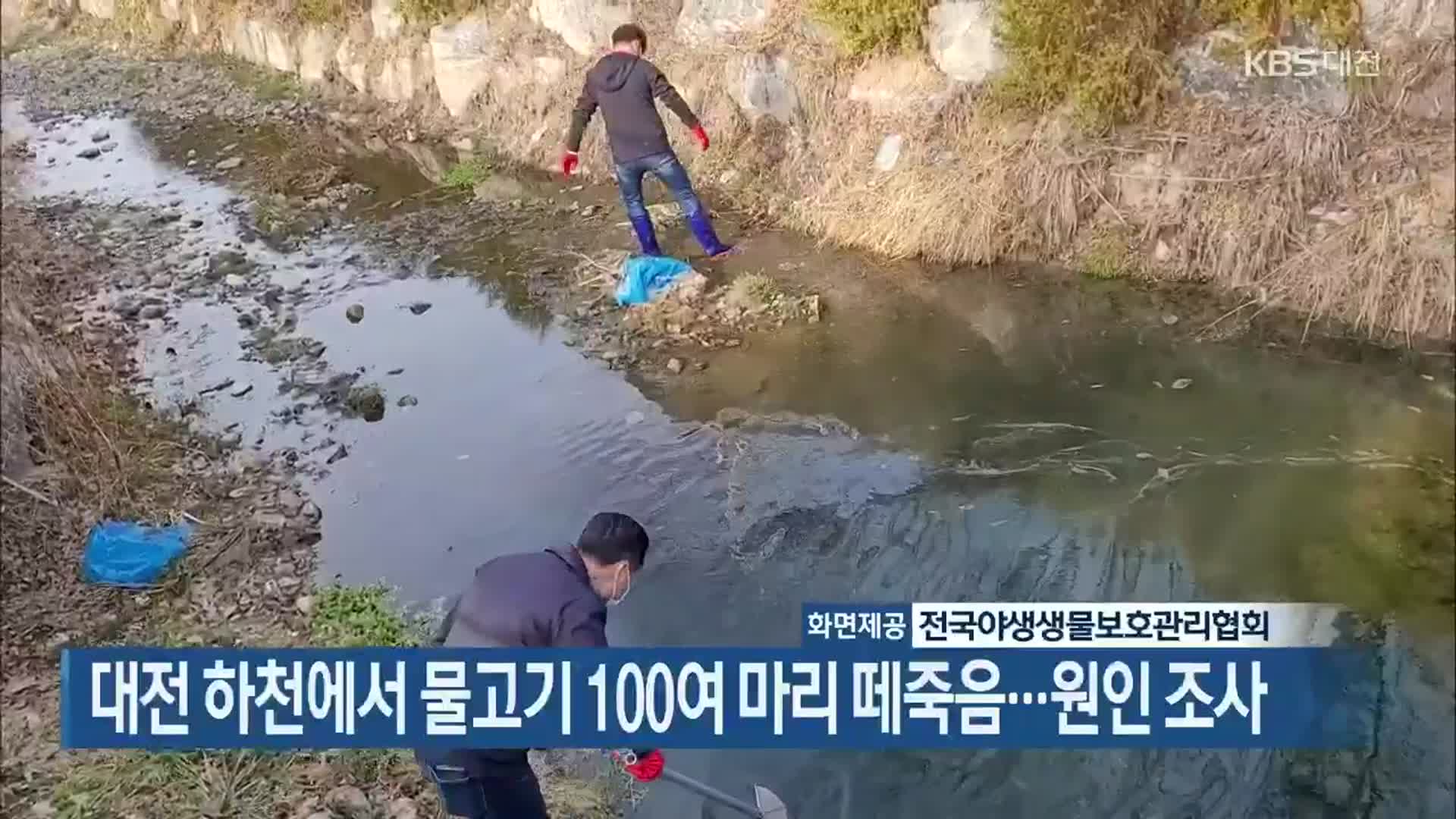 대전 하천에서 물고기 100여 마리 떼죽음…원인 조사