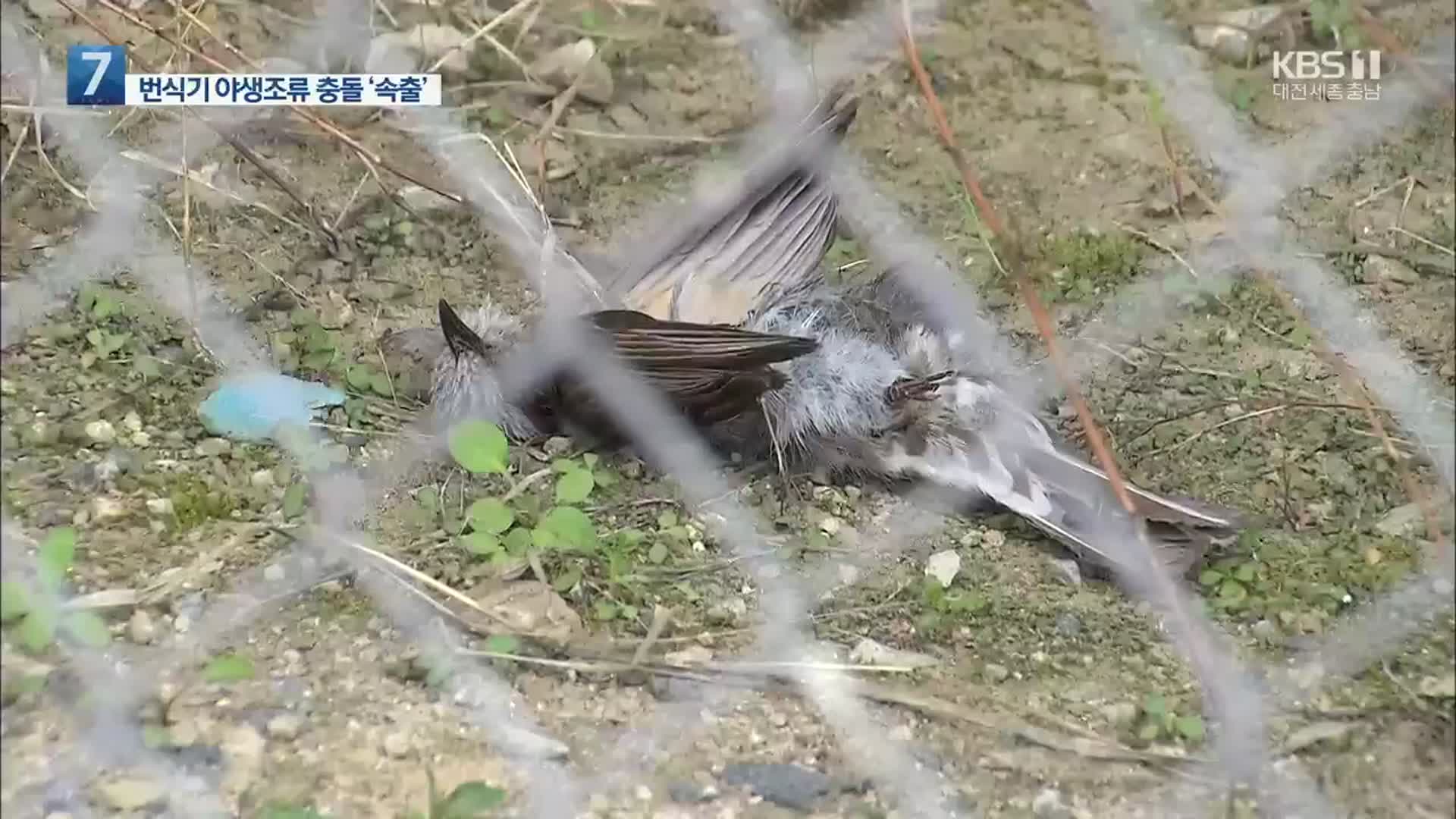 건물 유리창·방음벽 ‘꽝’…번식기 죽는 새 속출
