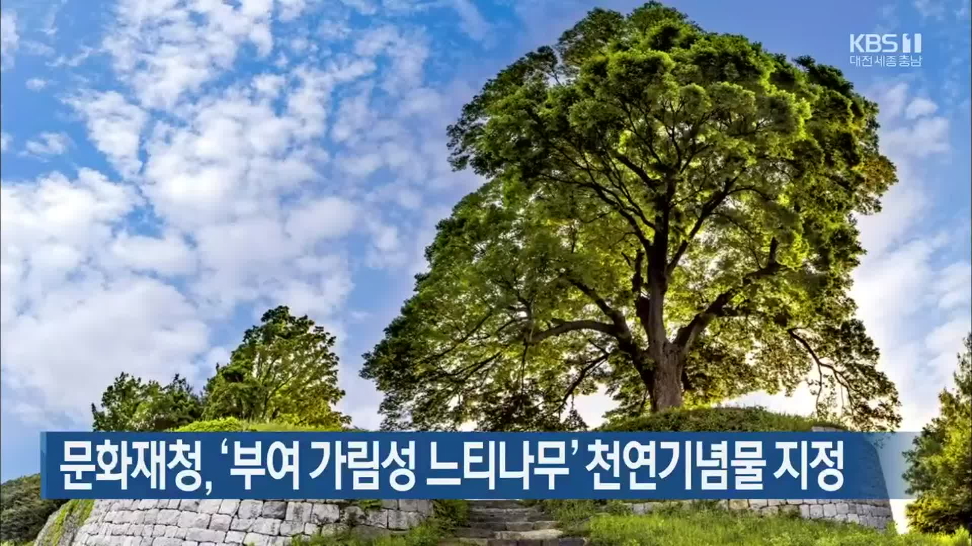 문화재청, ‘부여 가림성 느티나무’ 천연기념물 지정