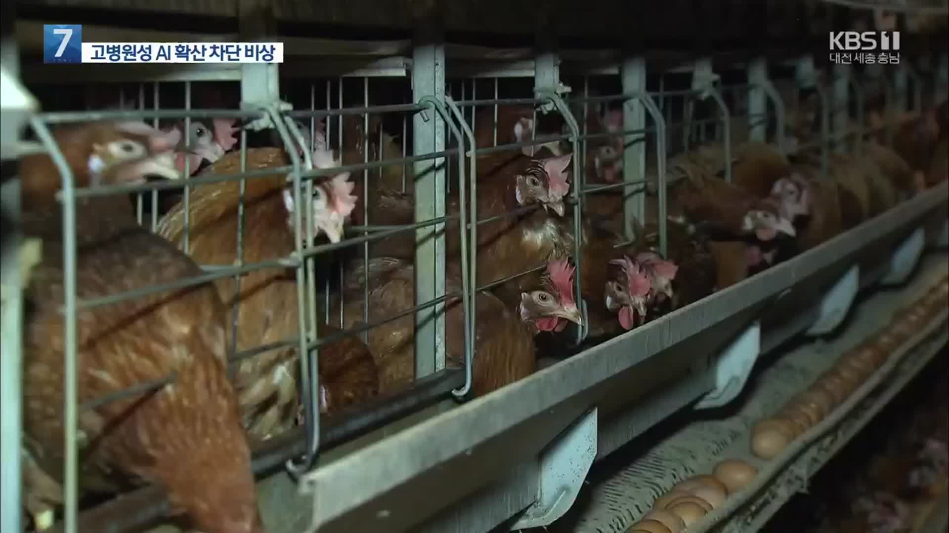 천안 고병원성 AI 비상…주변 농장 닭 33만 마리 매몰