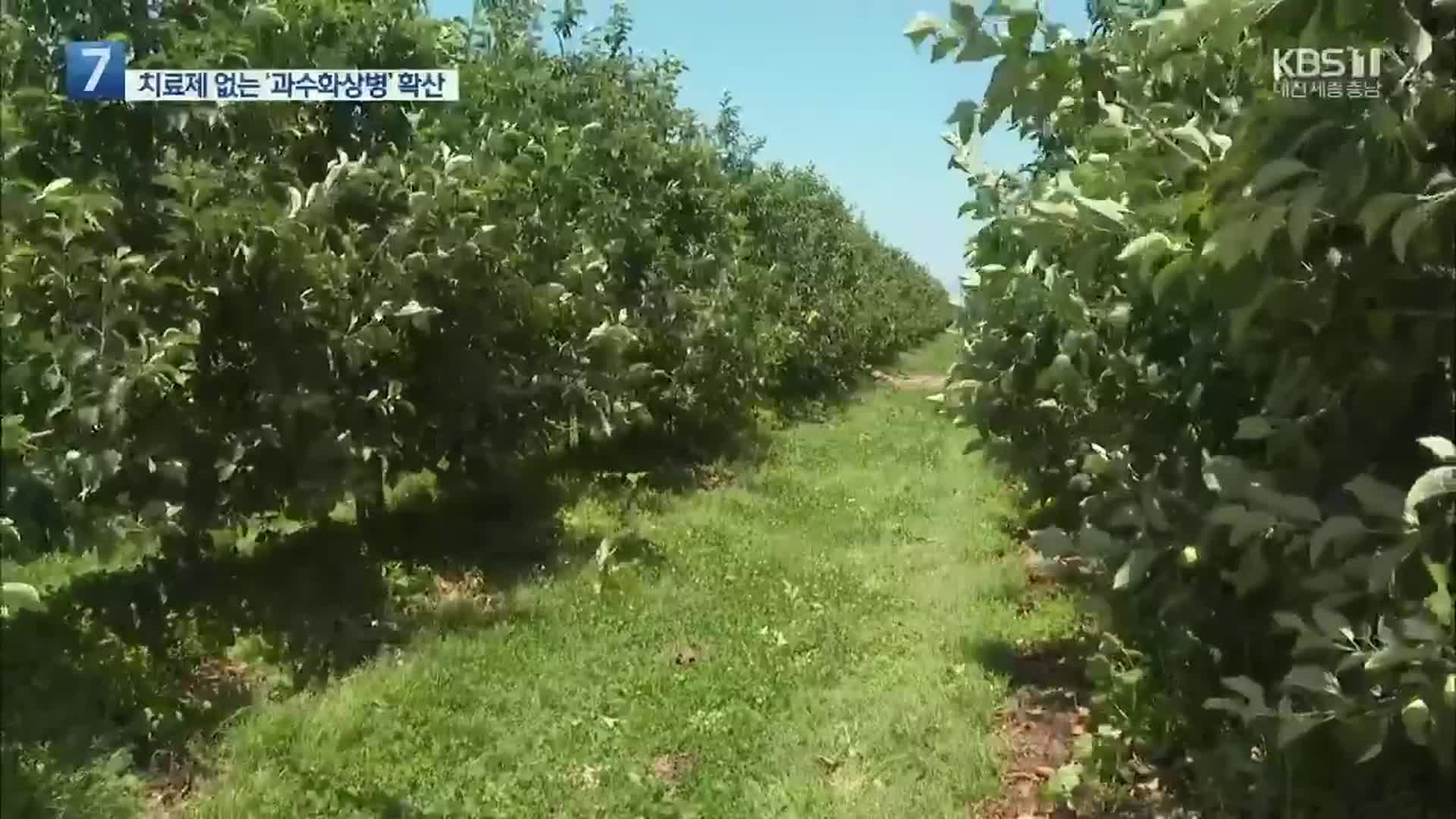 올해도 과수화상병 빠르게 확산…농가 방제 비상