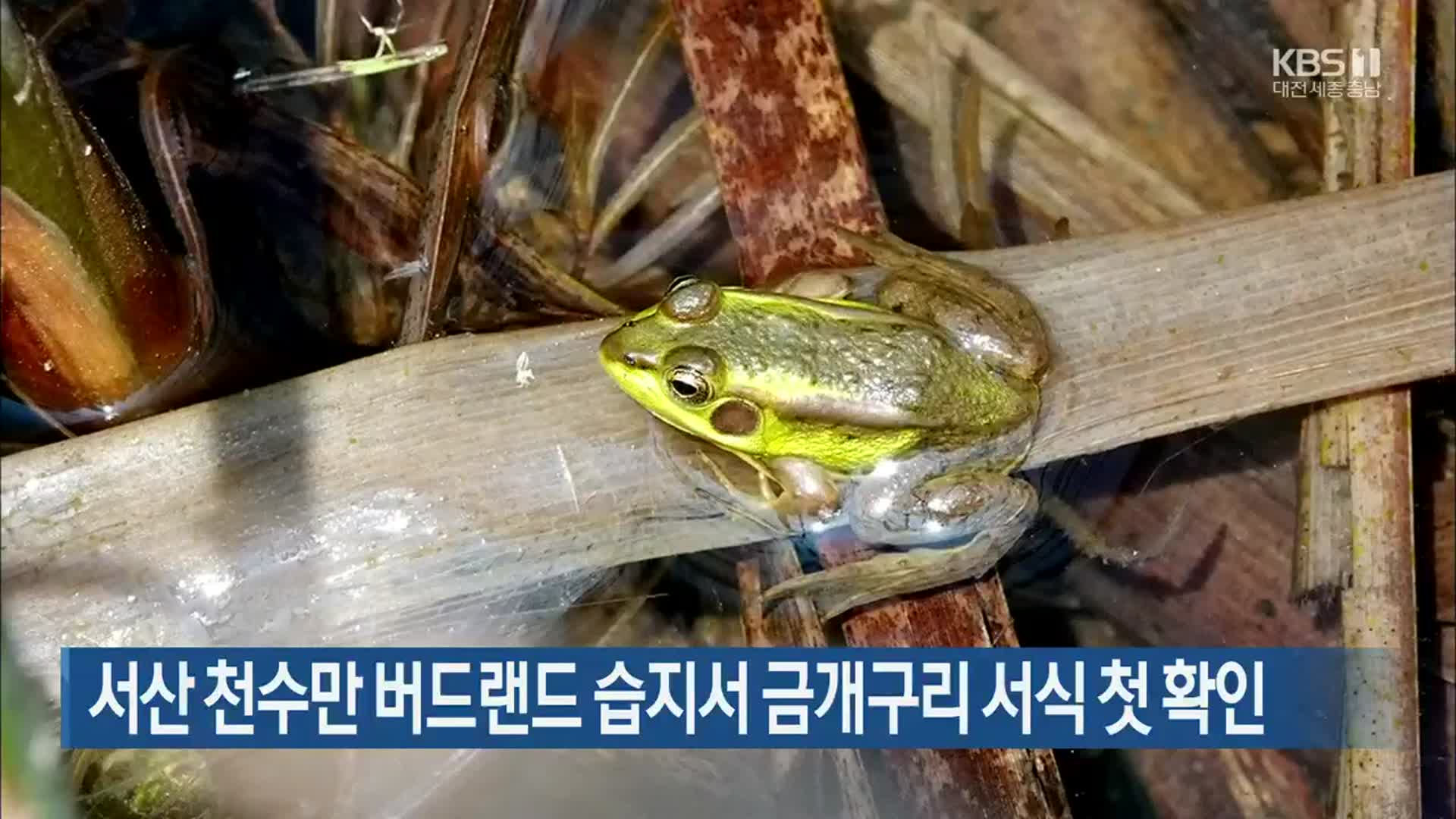 서산 천수만 버드랜드 습지서 금개구리 서식 첫 확인