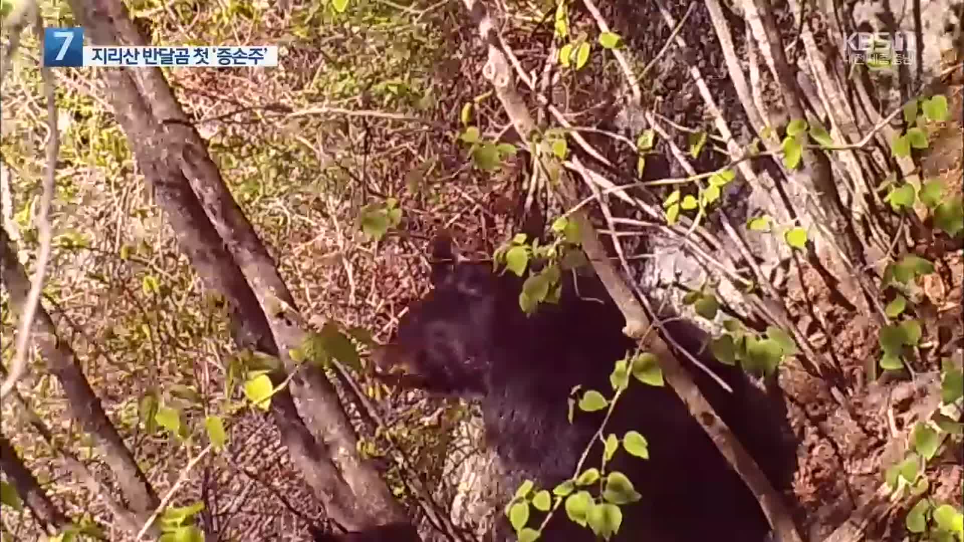 복원 18년 만에 ‘증손주’ 맞은 지리산 반달가슴곰