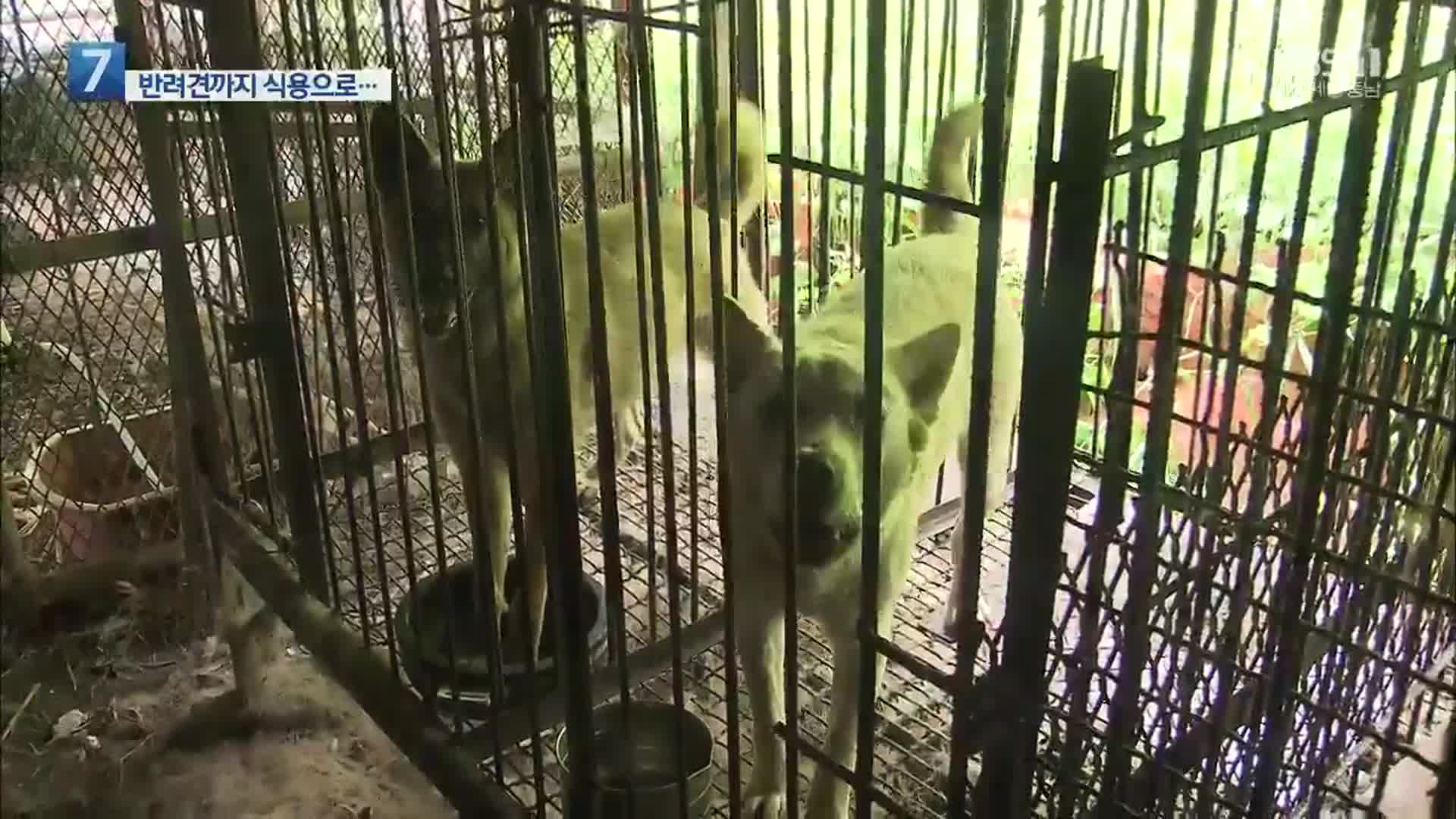 반려견까지 ‘식용’으로…‘불법 개 도축장’ 적발