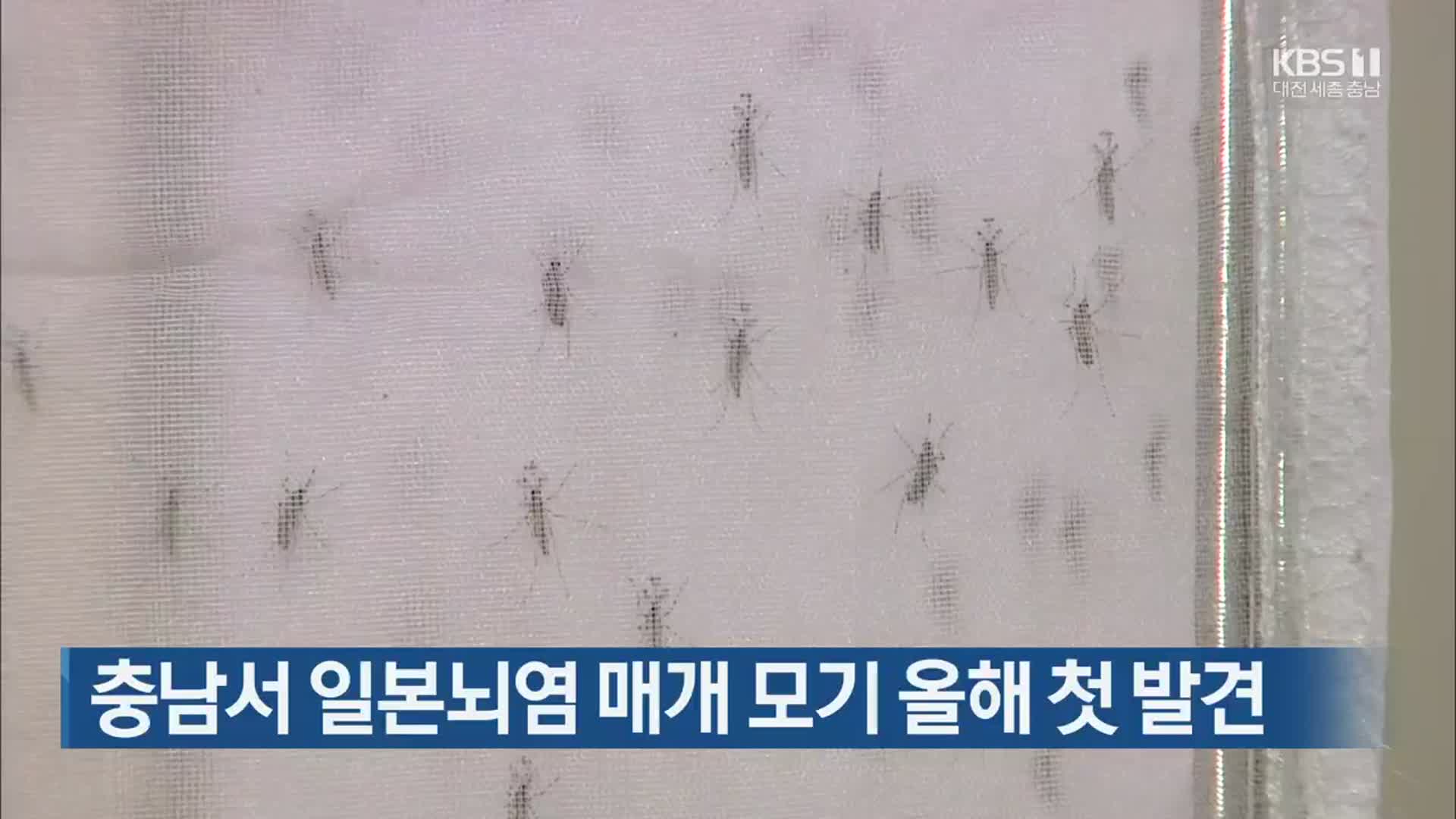충남서 일본뇌염 매개 모기 올해 첫 발견