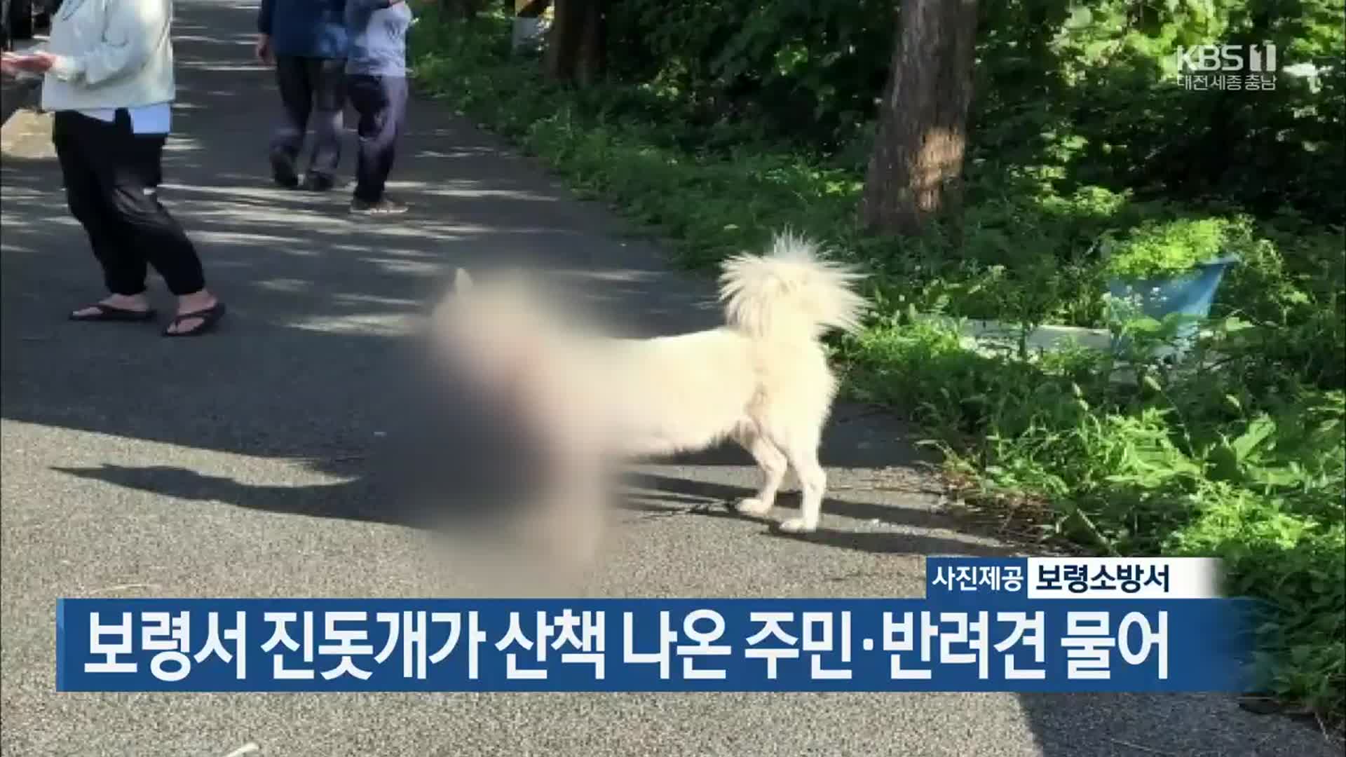 보령서 진돗개가 산책 나온 주민·반려견 물어