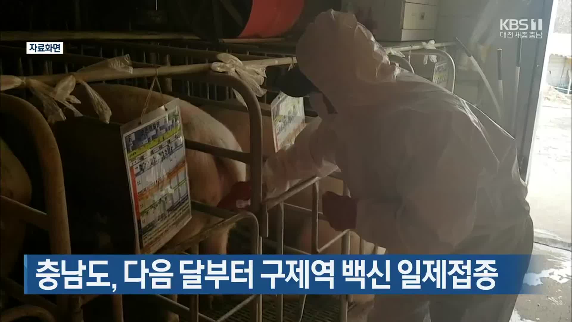 충남도, 다음 달부터 구제역 백신 일제접종