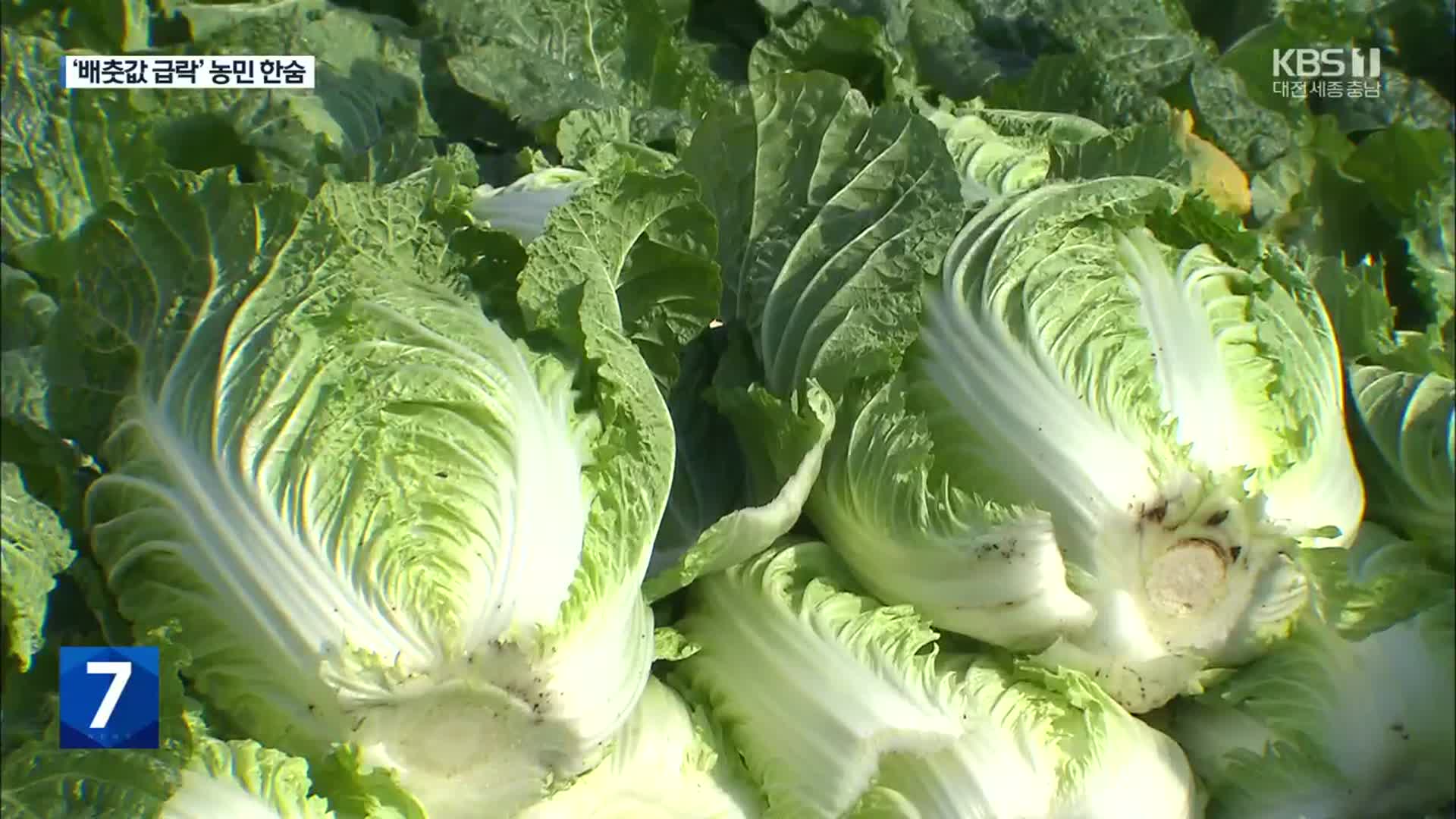 배춧값 1/4 토막…“재배면적 늘어”