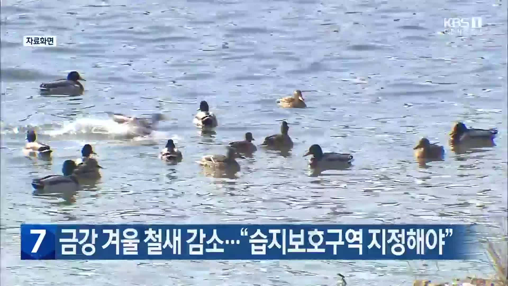 금강 겨울 철새 감소…“습지보호구역 지정해야”