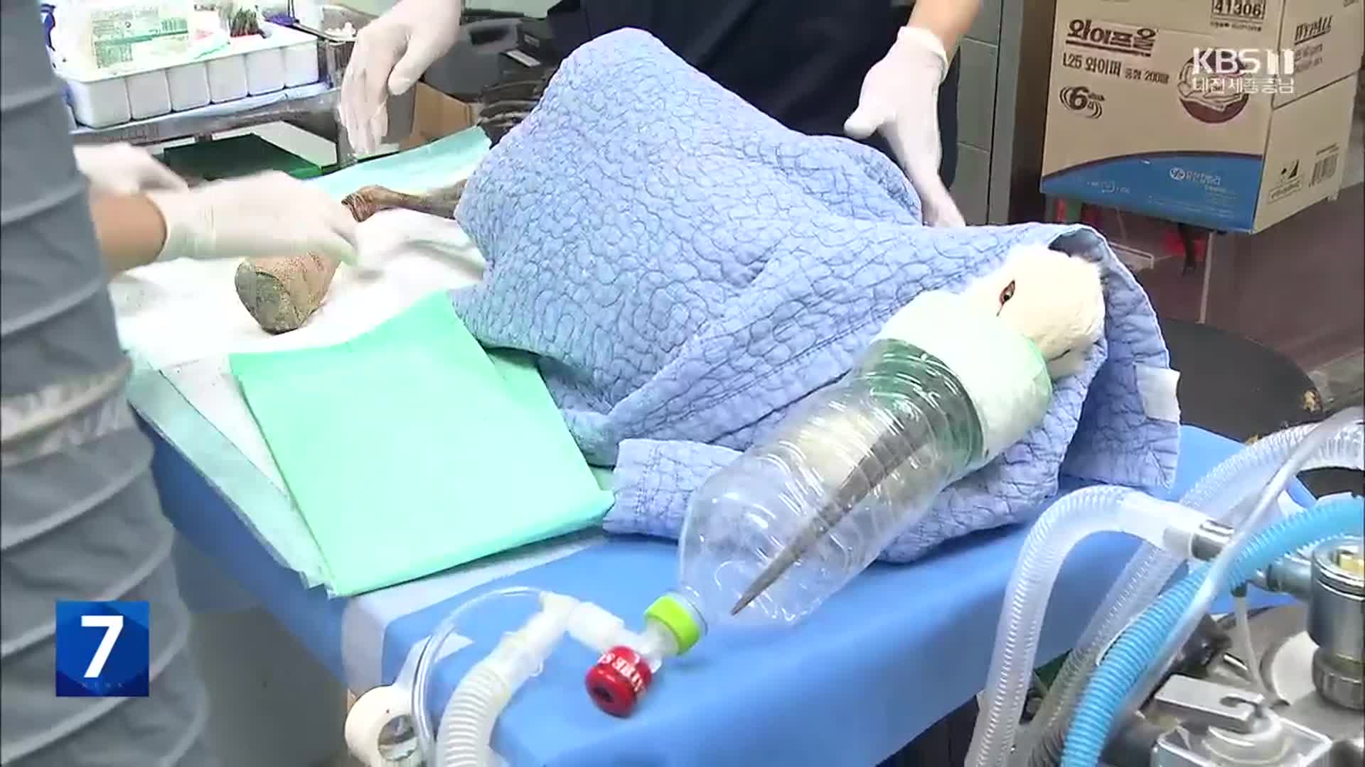 농약·전선·그물까지…겨울 철새의 수난