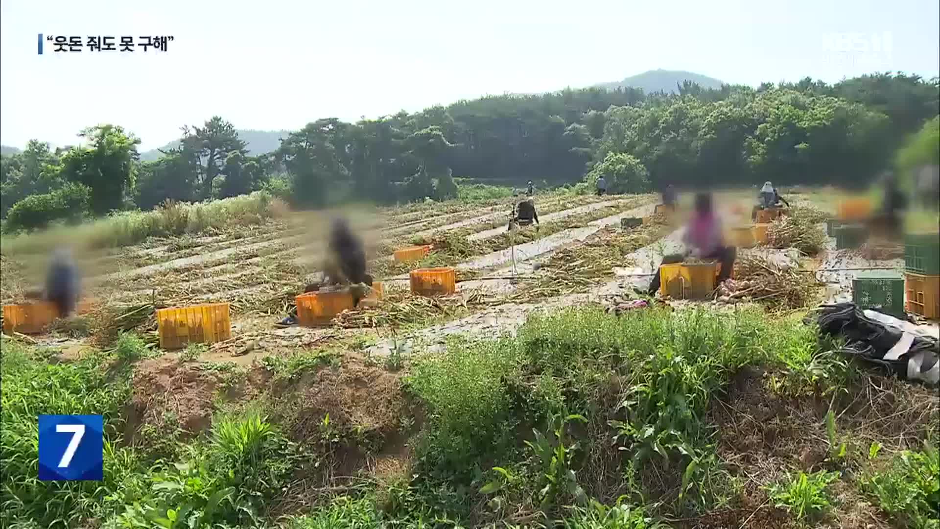 살인까지 부른 농촌 인력난…“‘마늘 수확기’ 일손 없어요”