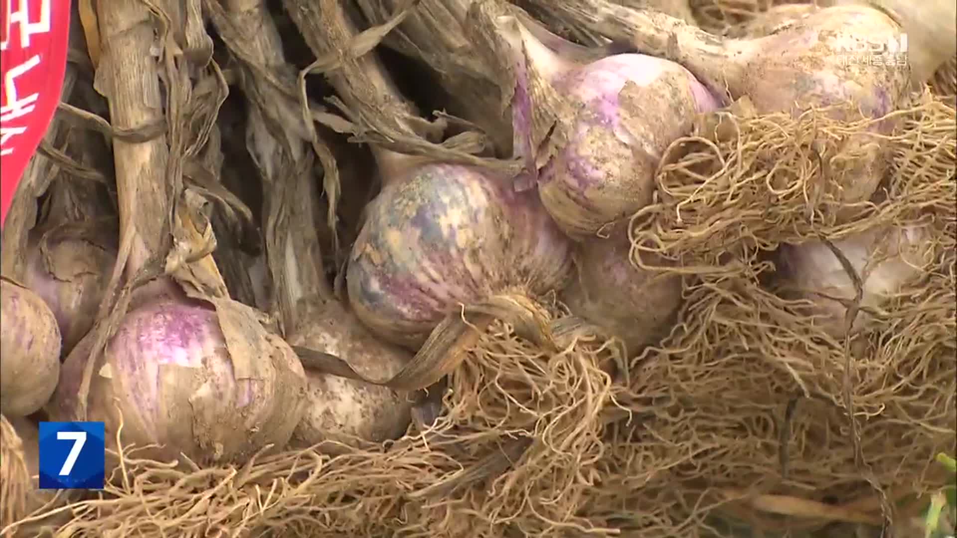 반 토막 난 마늘 값에 인건비까지 감당·농가 울상