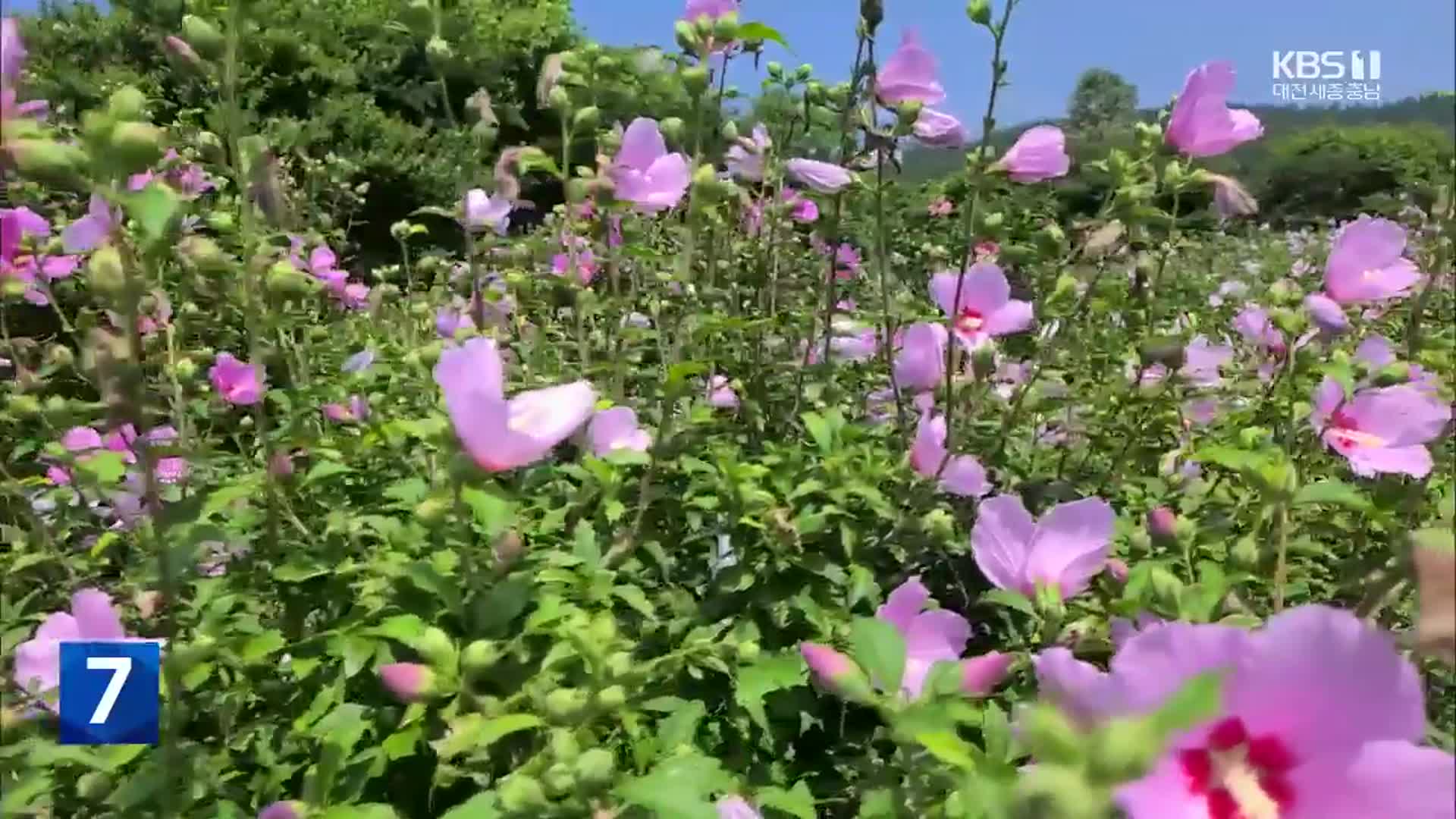 나라꽃 무궁화, 제철 맞아 활짝…인기는 ‘시들’