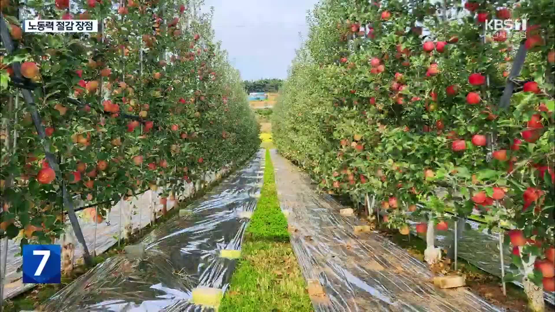 벽면형 사과나무로 노동력↓·수확량↑