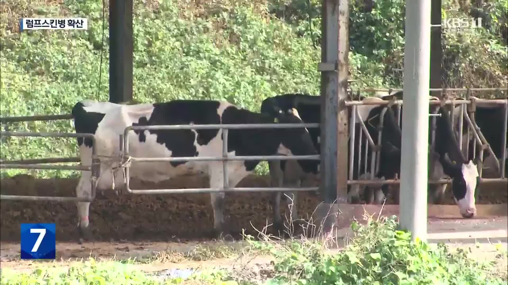 경기·충남·충북에서 럼피스킨병 7건 추가…총 17건 확진