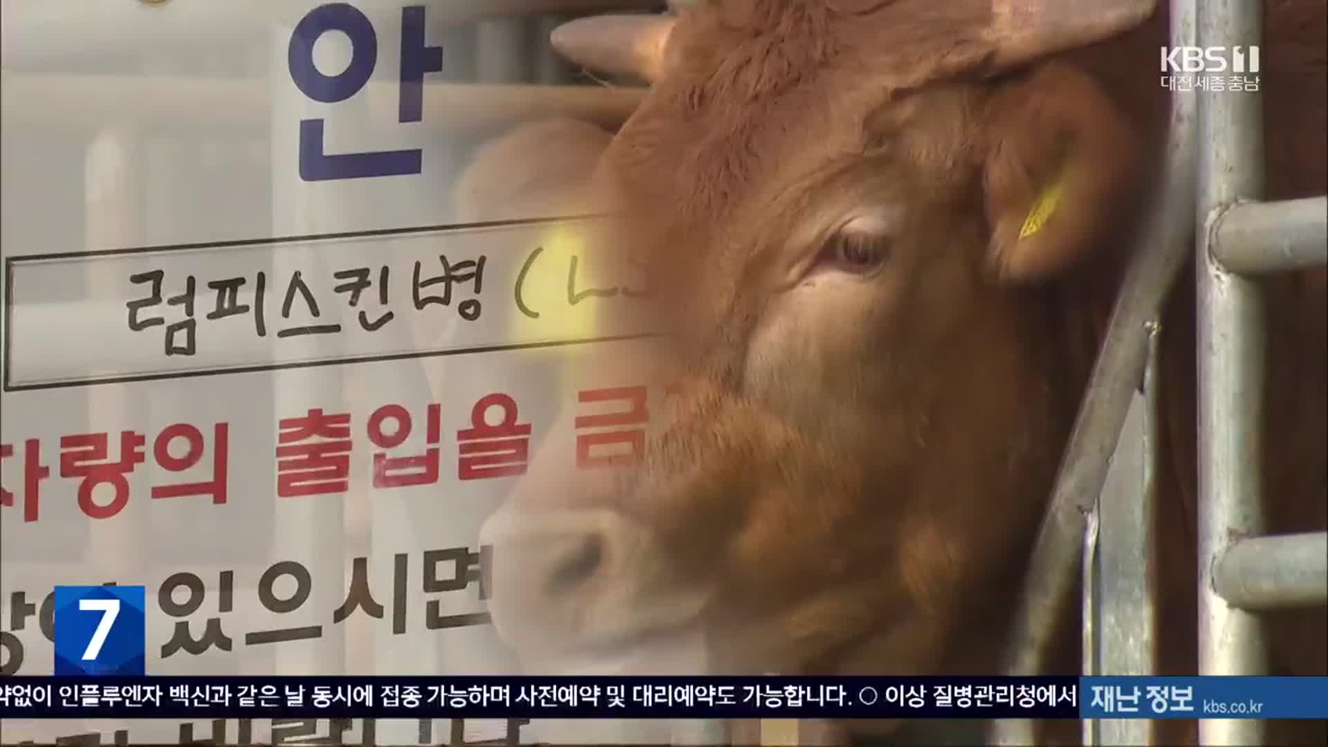 ‘럼피스킨’ 강원 최북단까지 확산…소 사육 농가 초비상