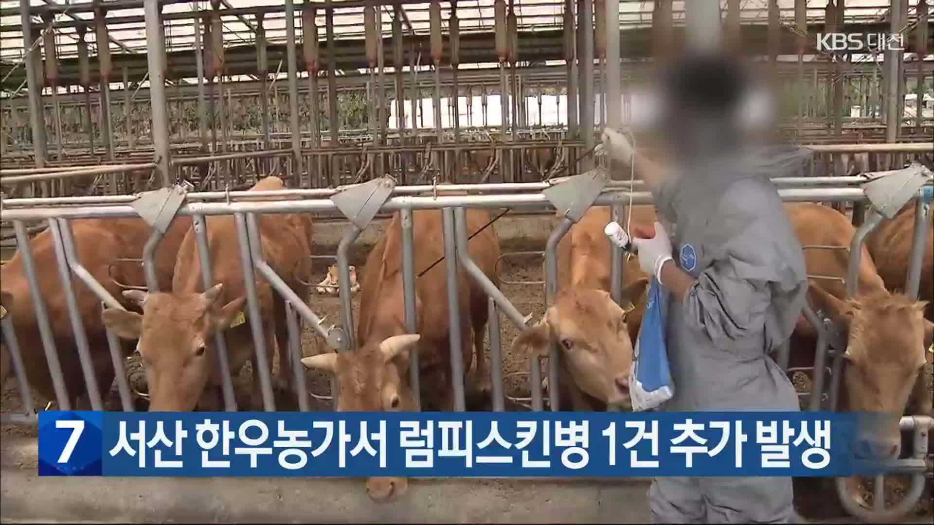 서산 한우농가서 럼피스킨병 1건 추가 발생