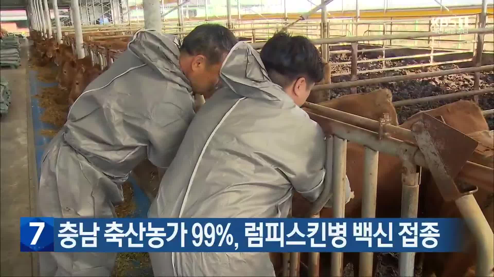 충남 축산농가 99%, 럼피스킨병 백신 접종