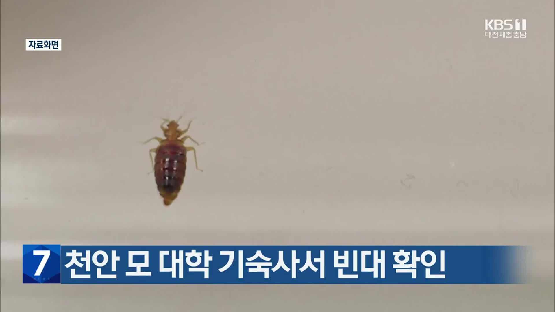 천안 모 대학 기숙사서 빈대 확인