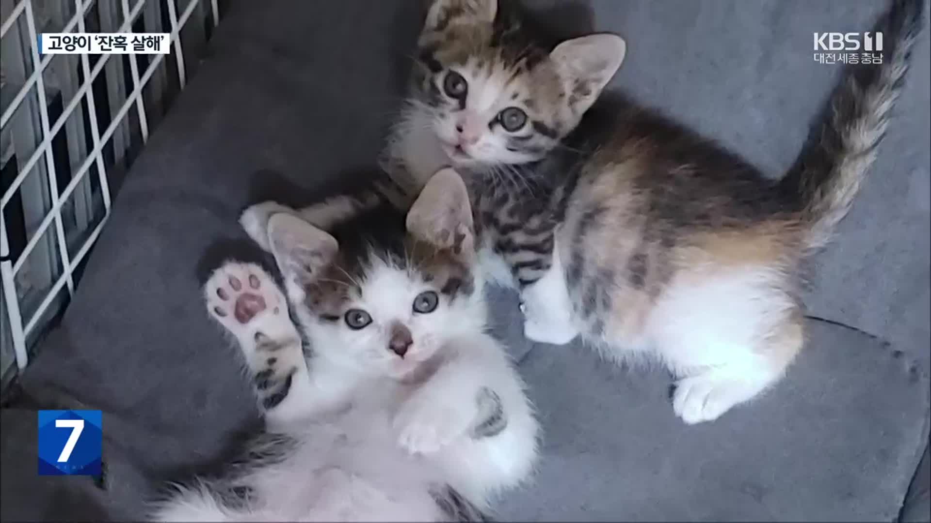 “스트레스 풀려고”…고양이 24마리 죽여