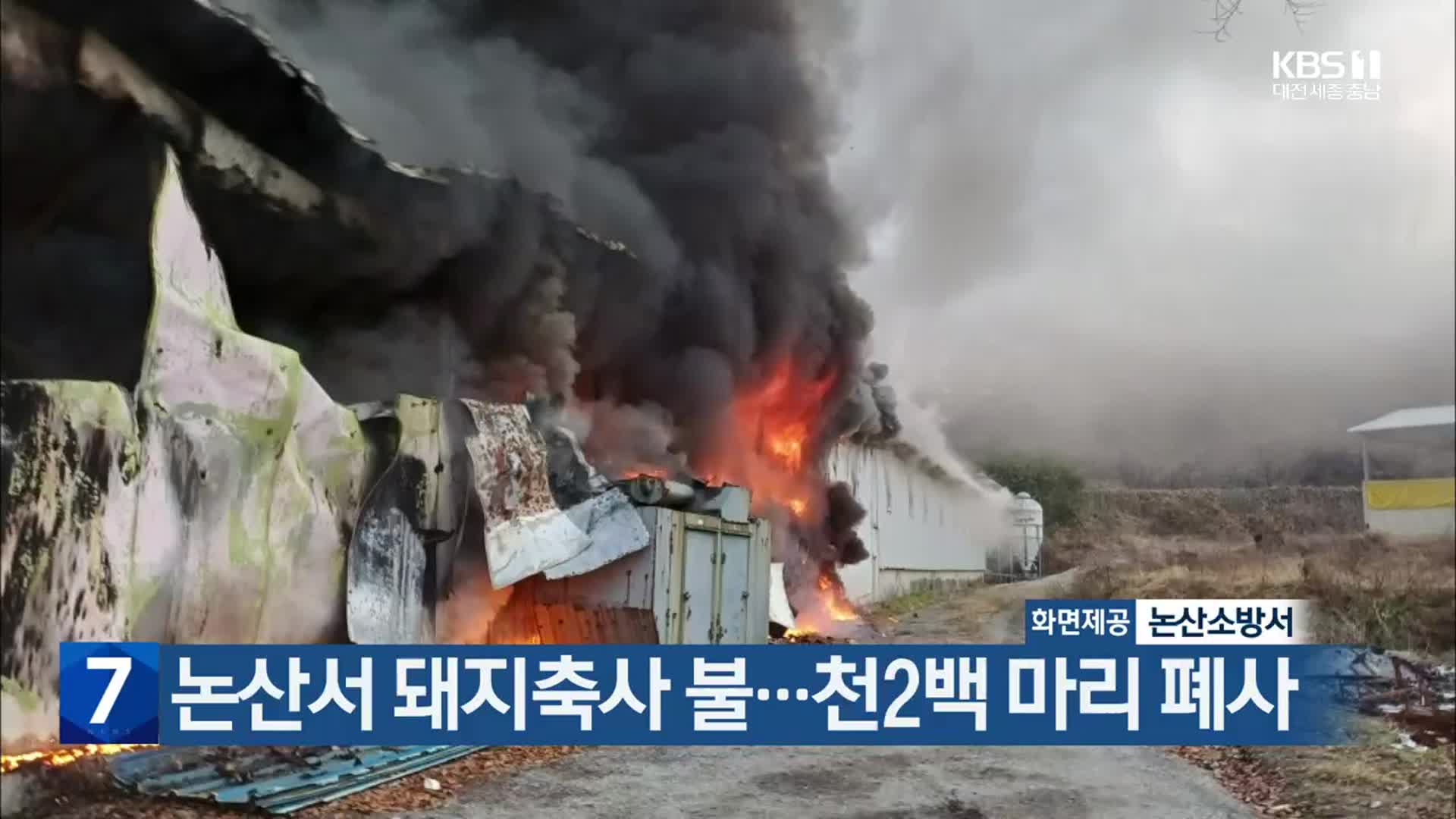 논산서 돼지축사 불…천2백 마리 폐사