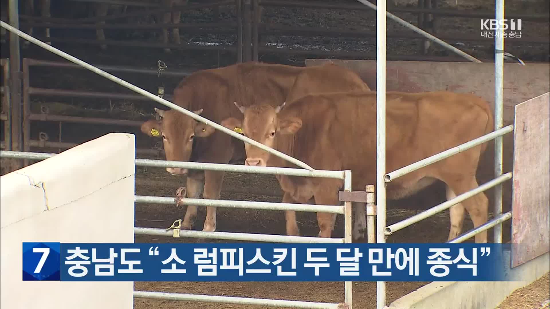 충남도 “소 럼피스킨 두 달 만에 종식”