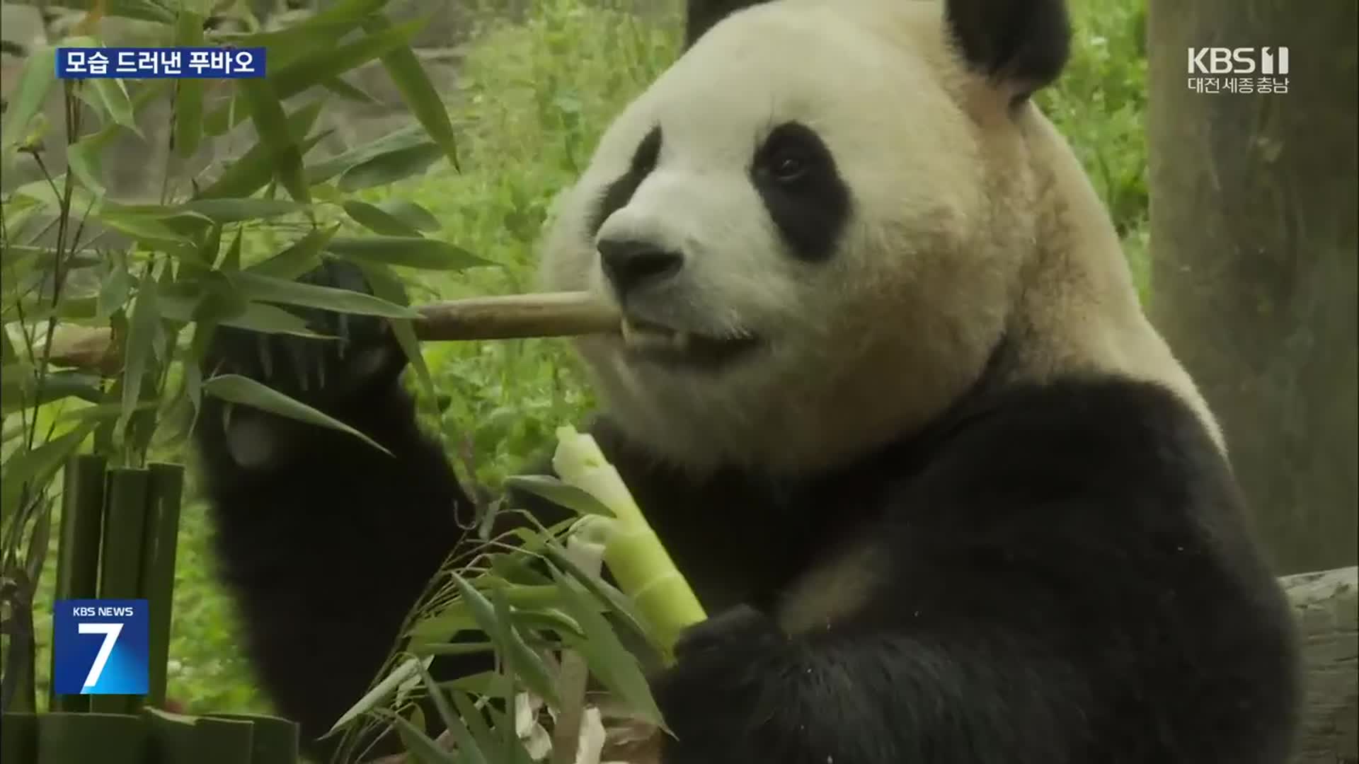 오랜만이야 푸바오!…두달 만 공개된 푸바오 모습은?