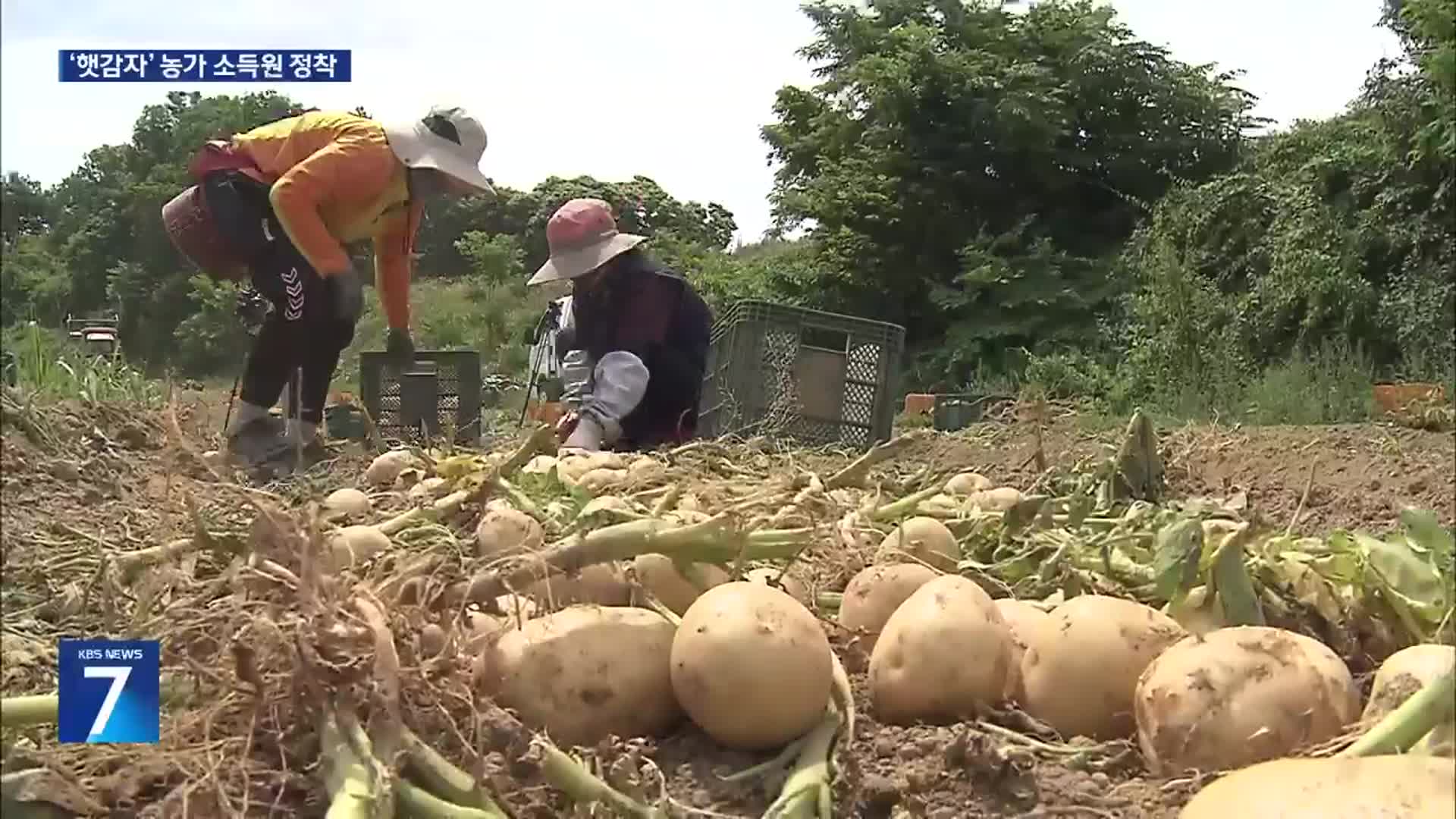 질 좋은 지역 감자 ‘인기’…농가 소득원 자리매김