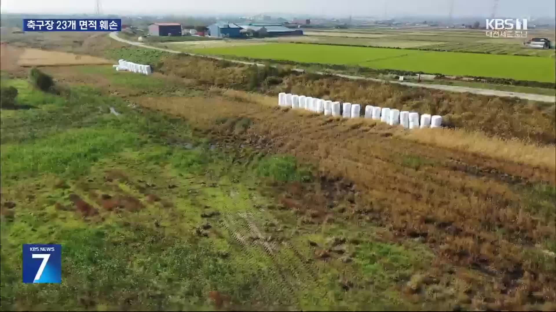 삽교천 갈대밭 싹둑!…축구장 23개 면적 불법 채취