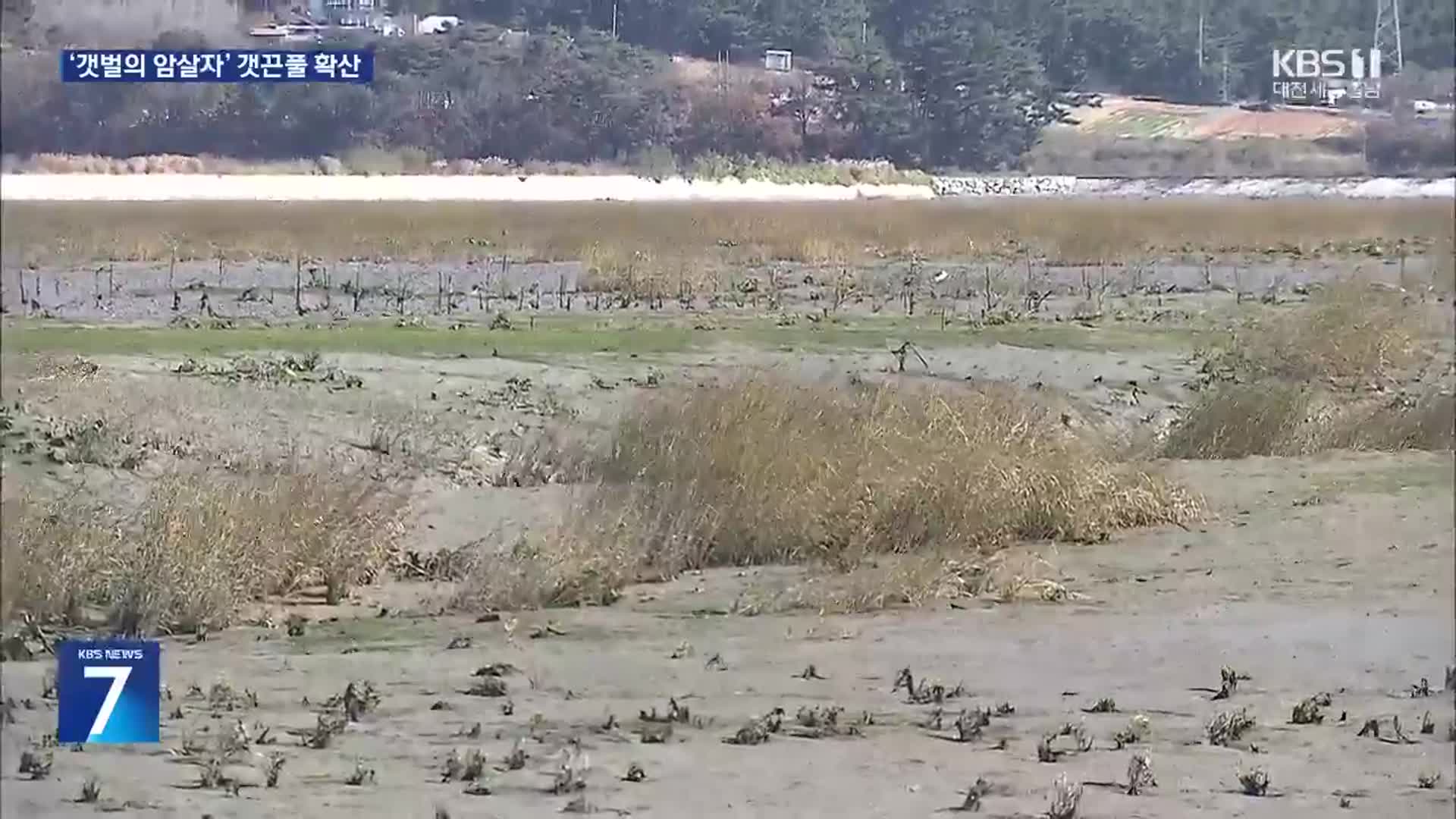 ‘갯벌의 암살자’ 갯끈풀…해양보호구역 가로림만 습격