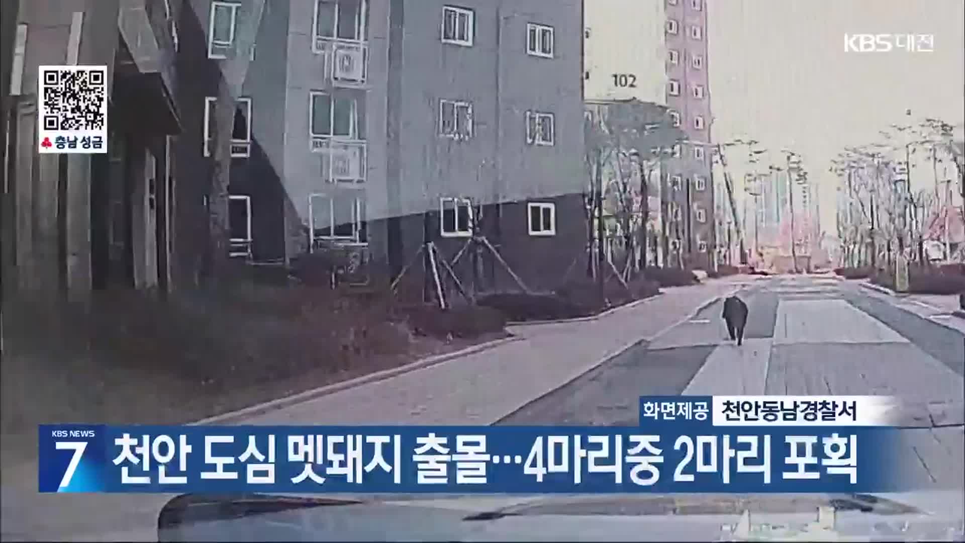 천안 도심 멧돼지 출몰…4마리중 2마리 포획