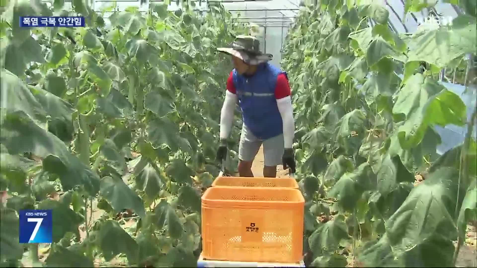 농작업 말리고, 냉각조끼 입고…피해 최소화 안간힘