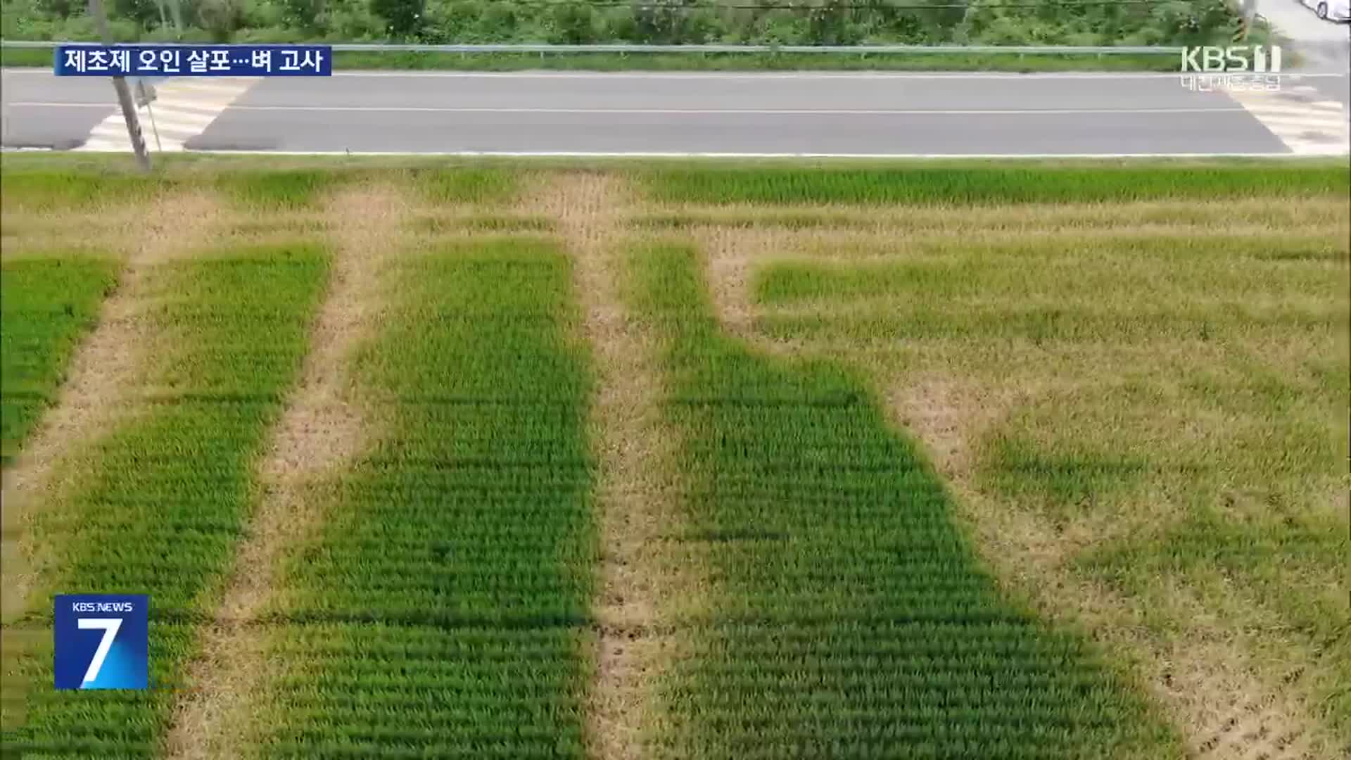“살충제인 줄 알았는데”…드론으로 제초제 살포한 벼 고사