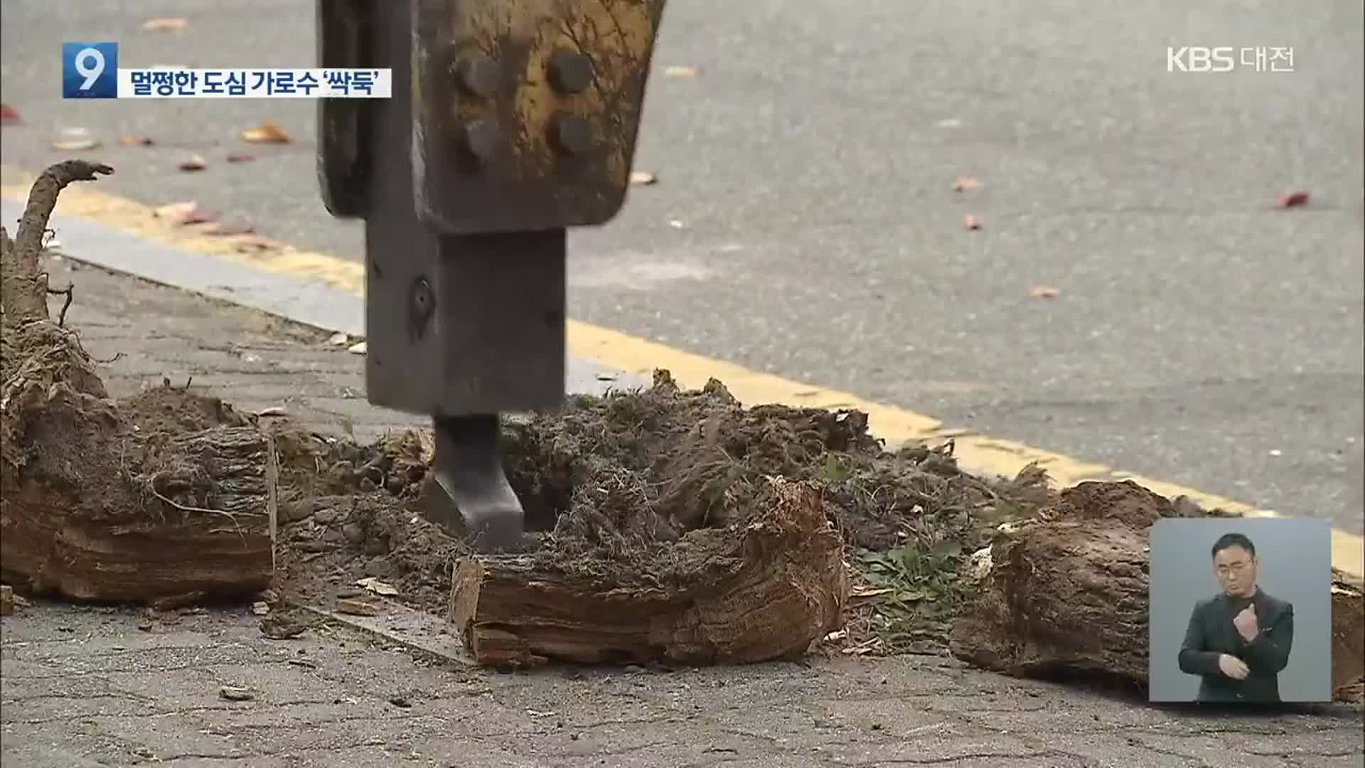 잘려나가는 ‘멀쩡한 나무’…이유는?