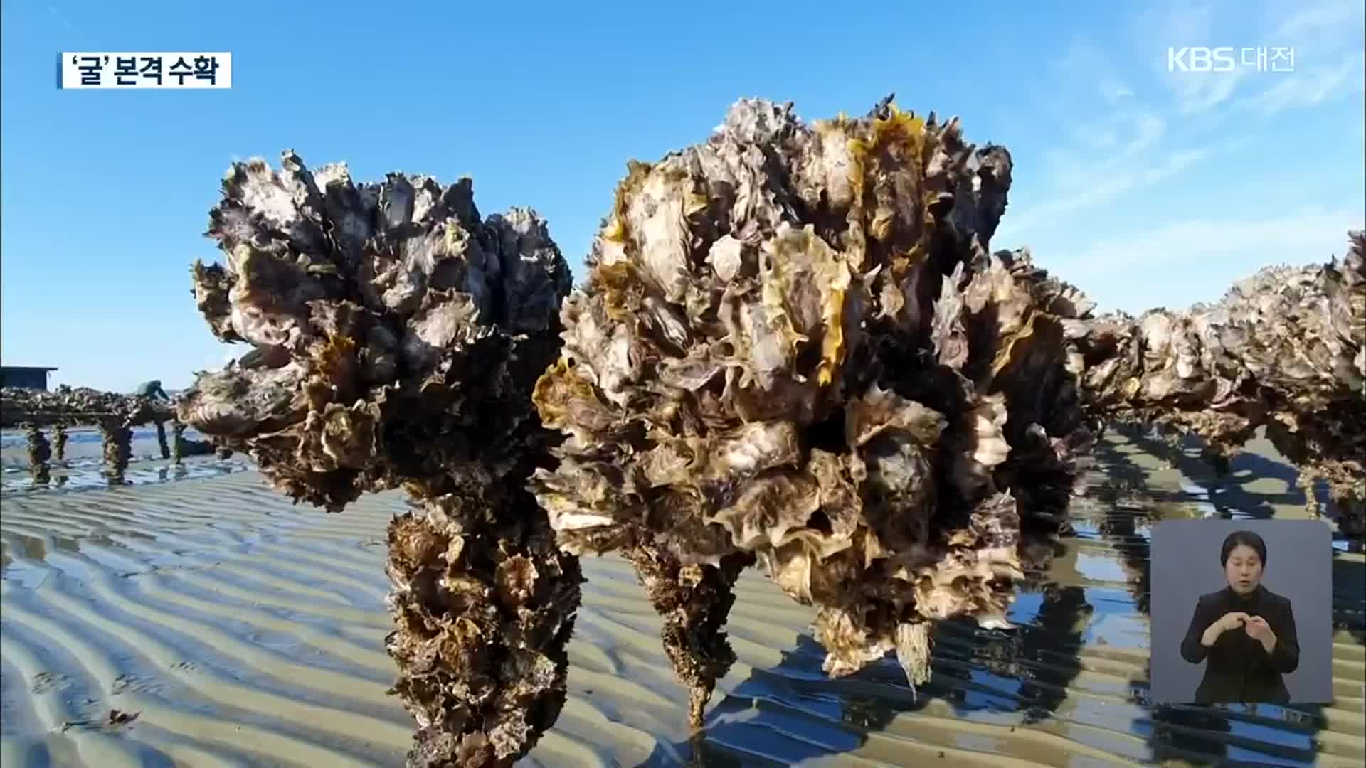 제철 맞은 겨울 바다의 꽃 ‘굴’…본격 수확