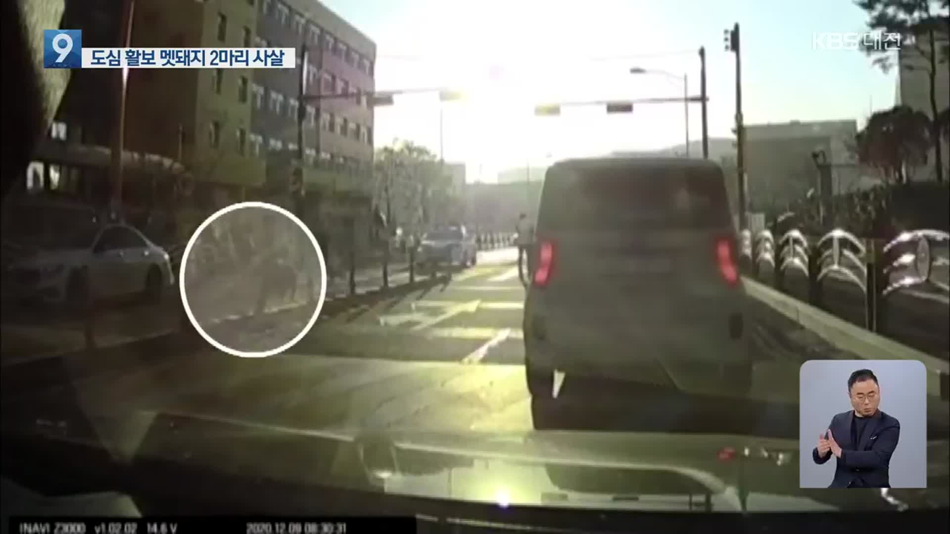 천안서 도심 등굣길에 멧돼지떼 질주…2마리 사살