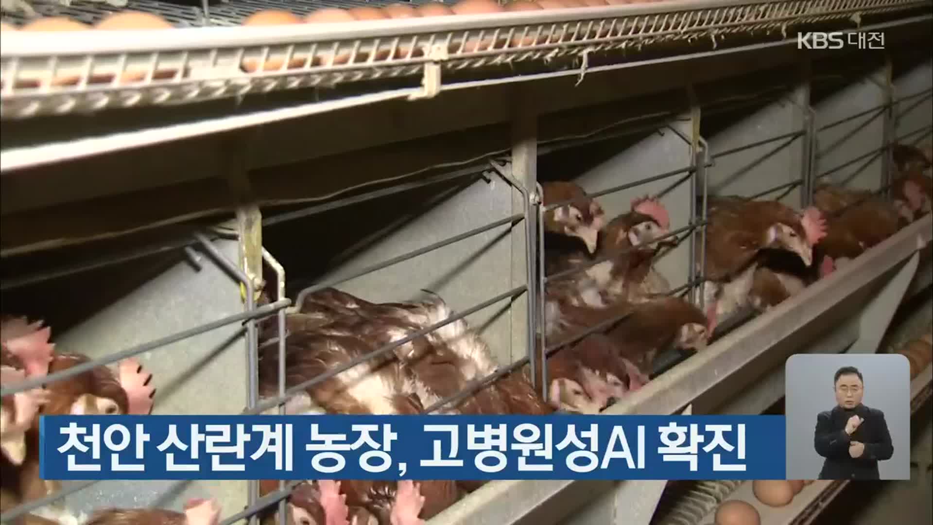 천안 산란계 농장, 고병원성AI 확진