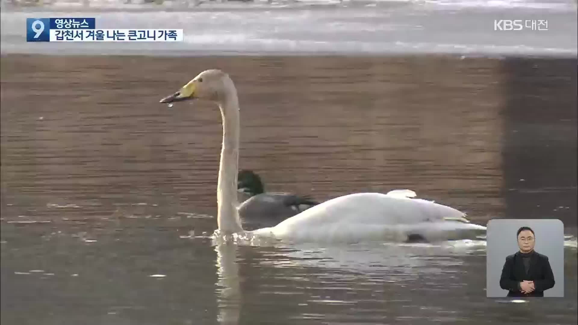 [영상] 올해도 어김없이 갑천 찾아온 큰고니 가족