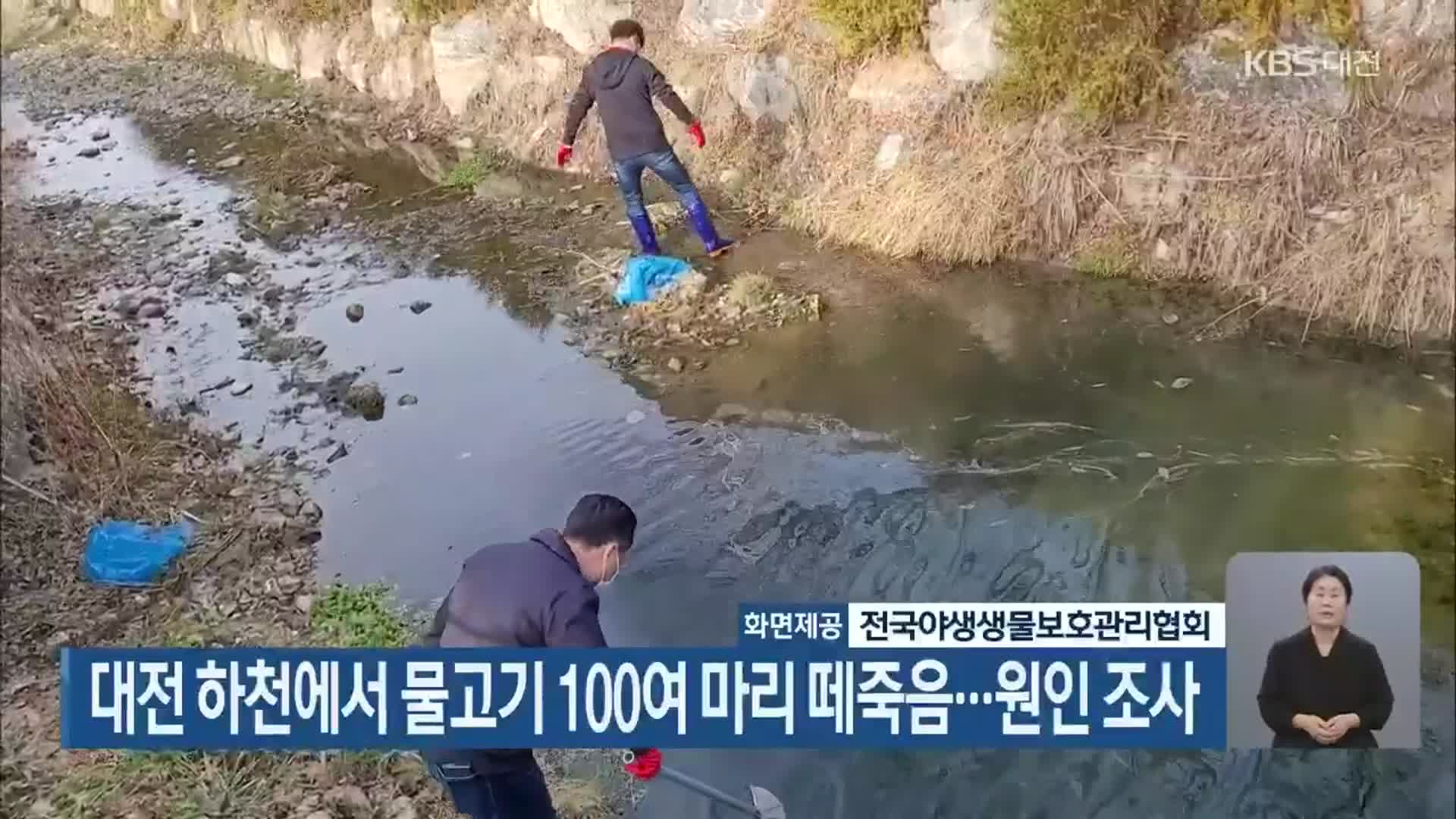 대전 하천에서 물고기 100여 마리 떼죽음…원인 조사