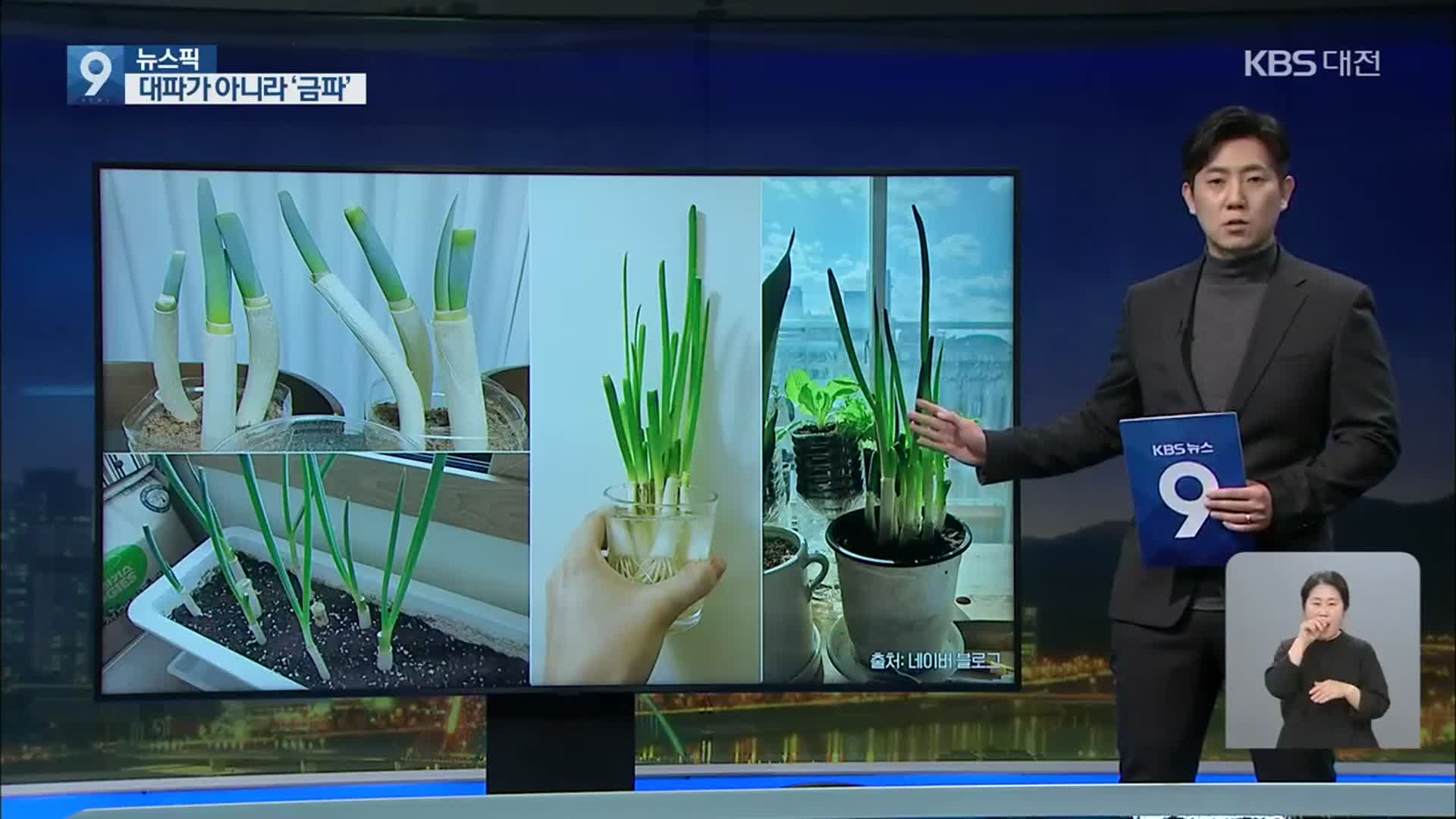 [뉴스픽] 대파 한단에 6,000원…‘대파코인’·‘파테크’ 등장