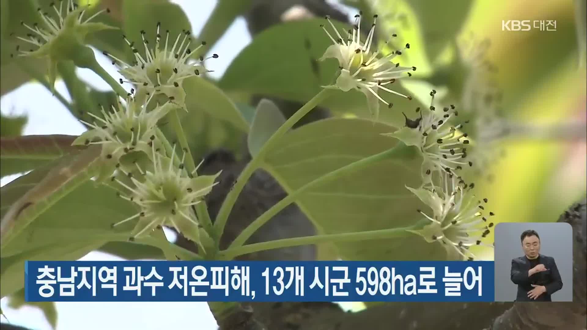 충남지역 과수 저온피해, 13개 시군 598ha로 늘어