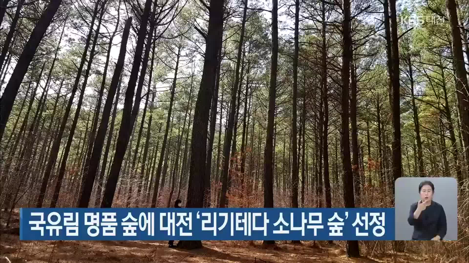 국유림 명품 숲에 대전 ‘리기테다 소나무 숲’ 선정