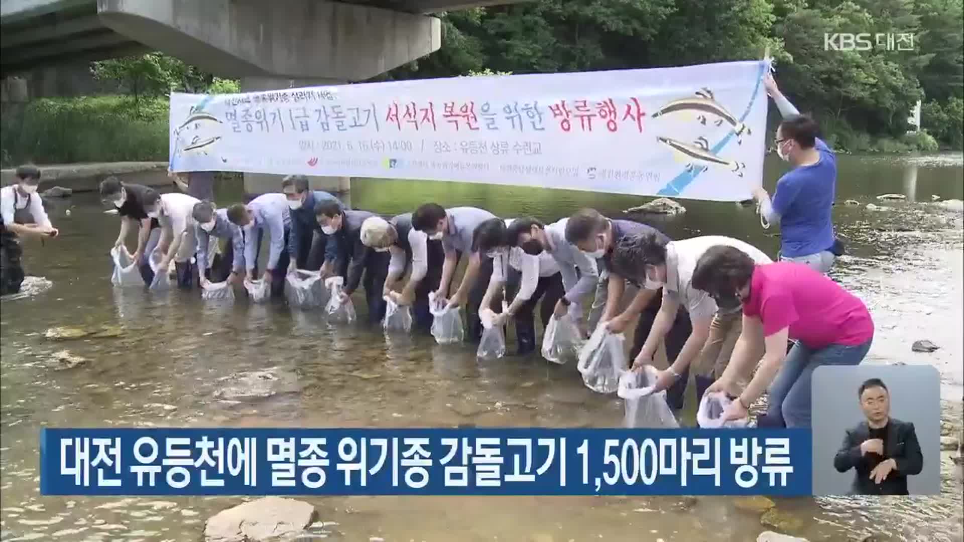 대전 유등천에 멸종위기종 감돌고기 1,500마리 방류