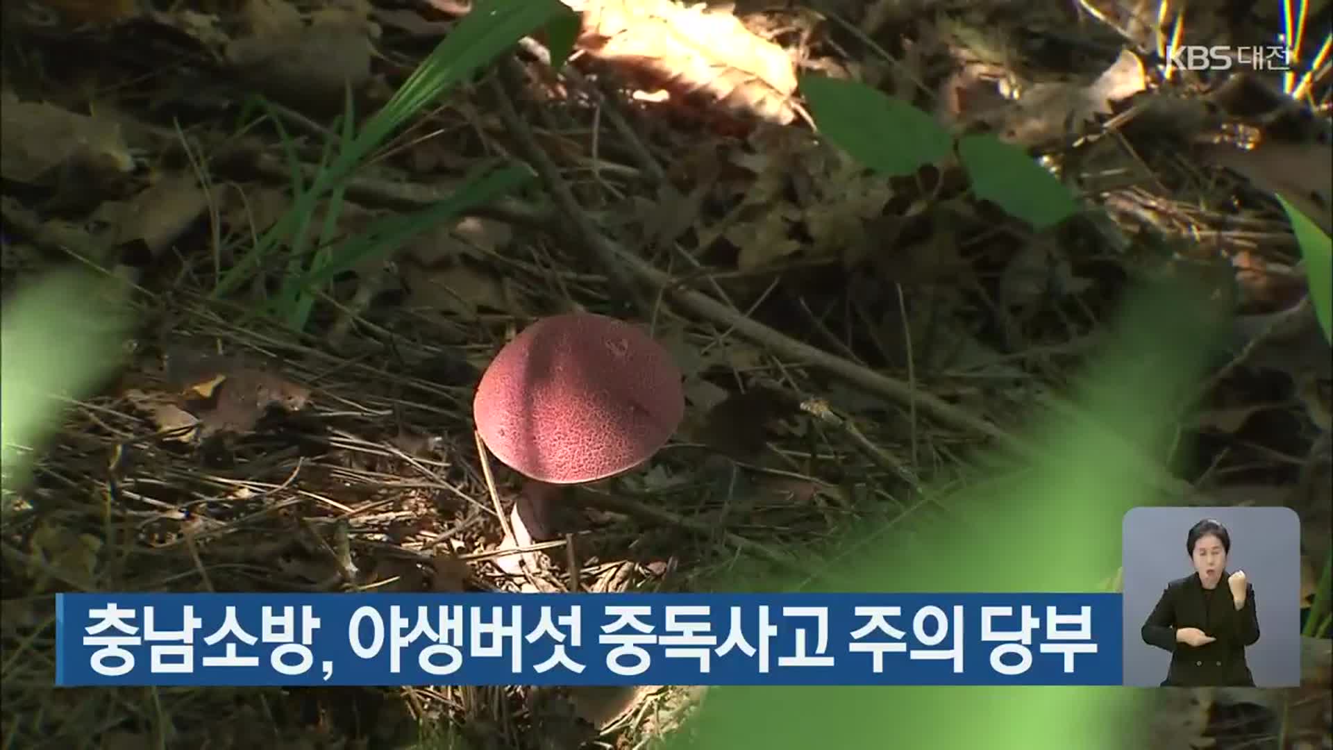 충남소방, 야생버섯 중독사고 주의 당부