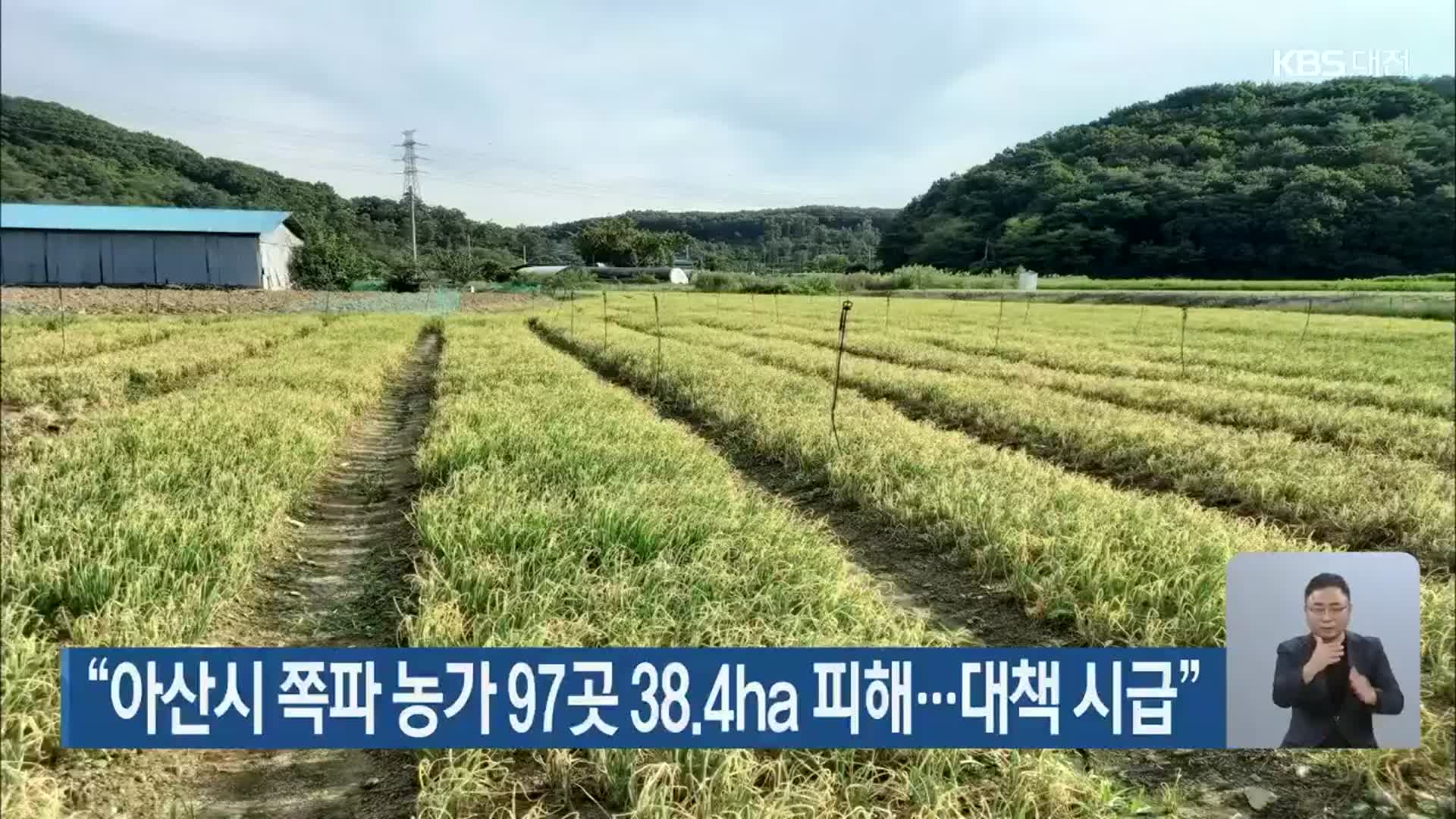 “아산시 쪽파 농가 97곳 38.4ha 피해…대책 시급”